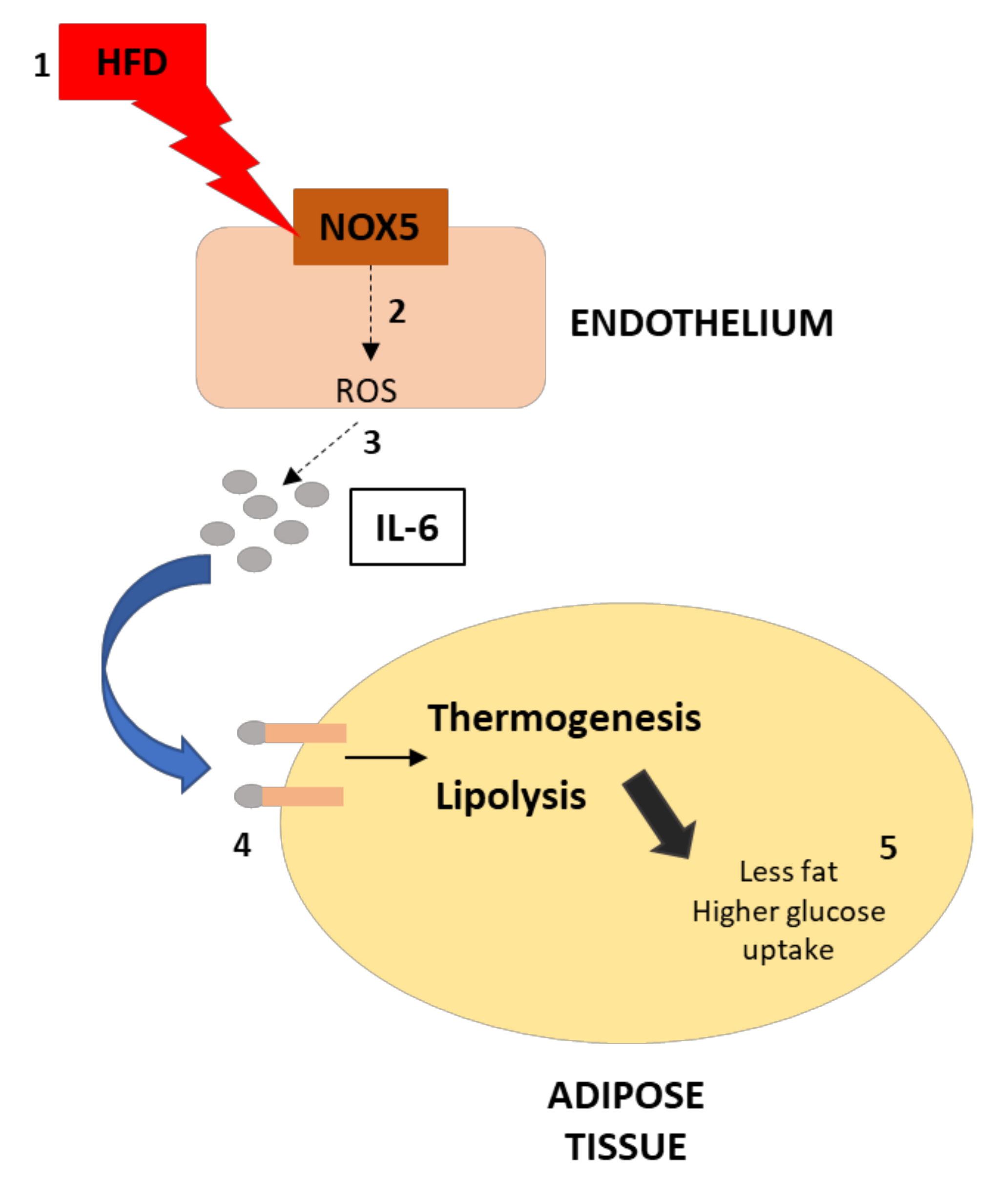 Antioxidants 11 00030 g010