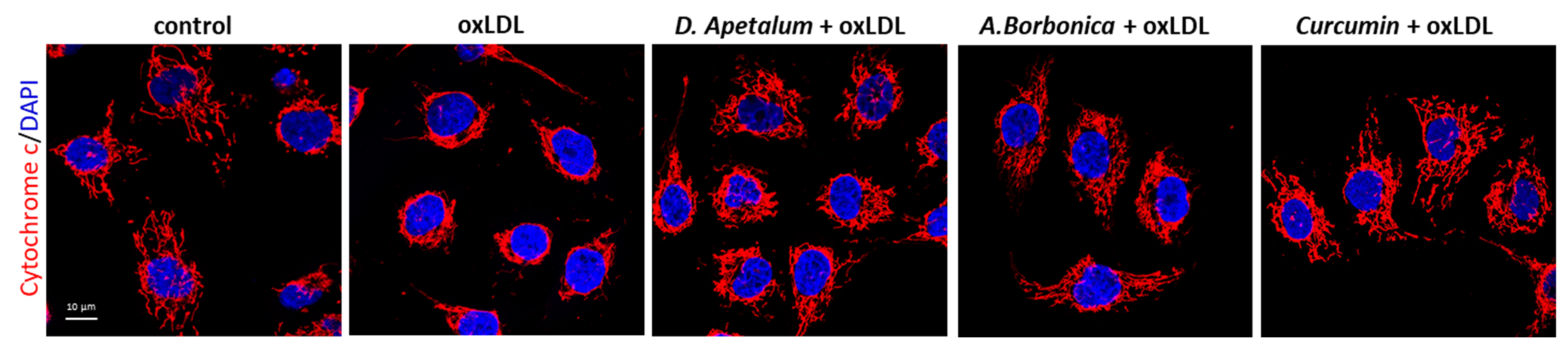 Antioxidants 11 00034 g005 550