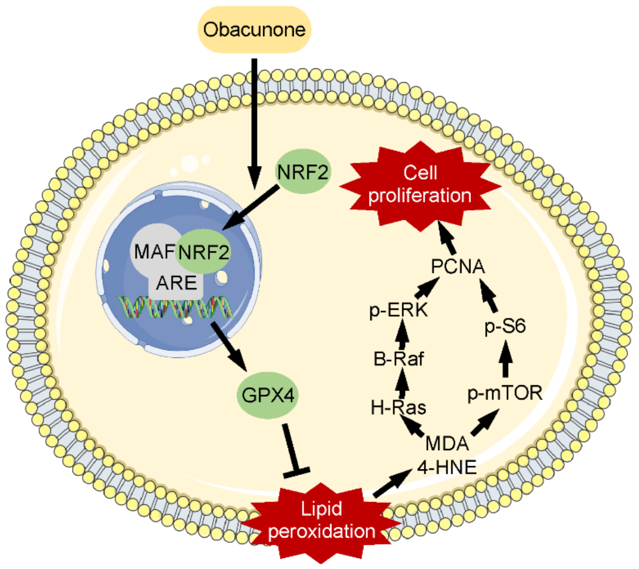 Antioxidants 11 00038 g008 550