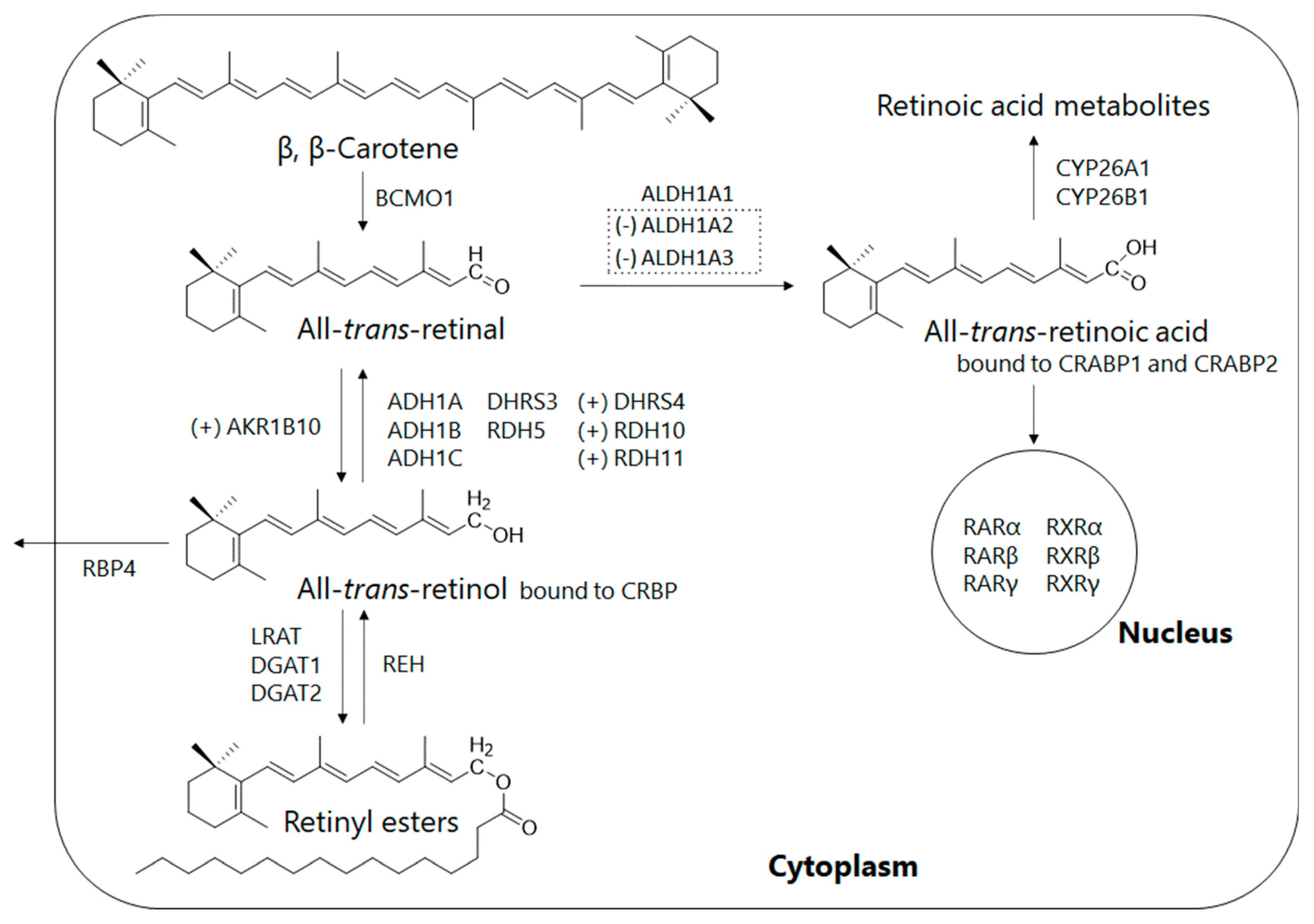 Antioxidants 11 00043 g003