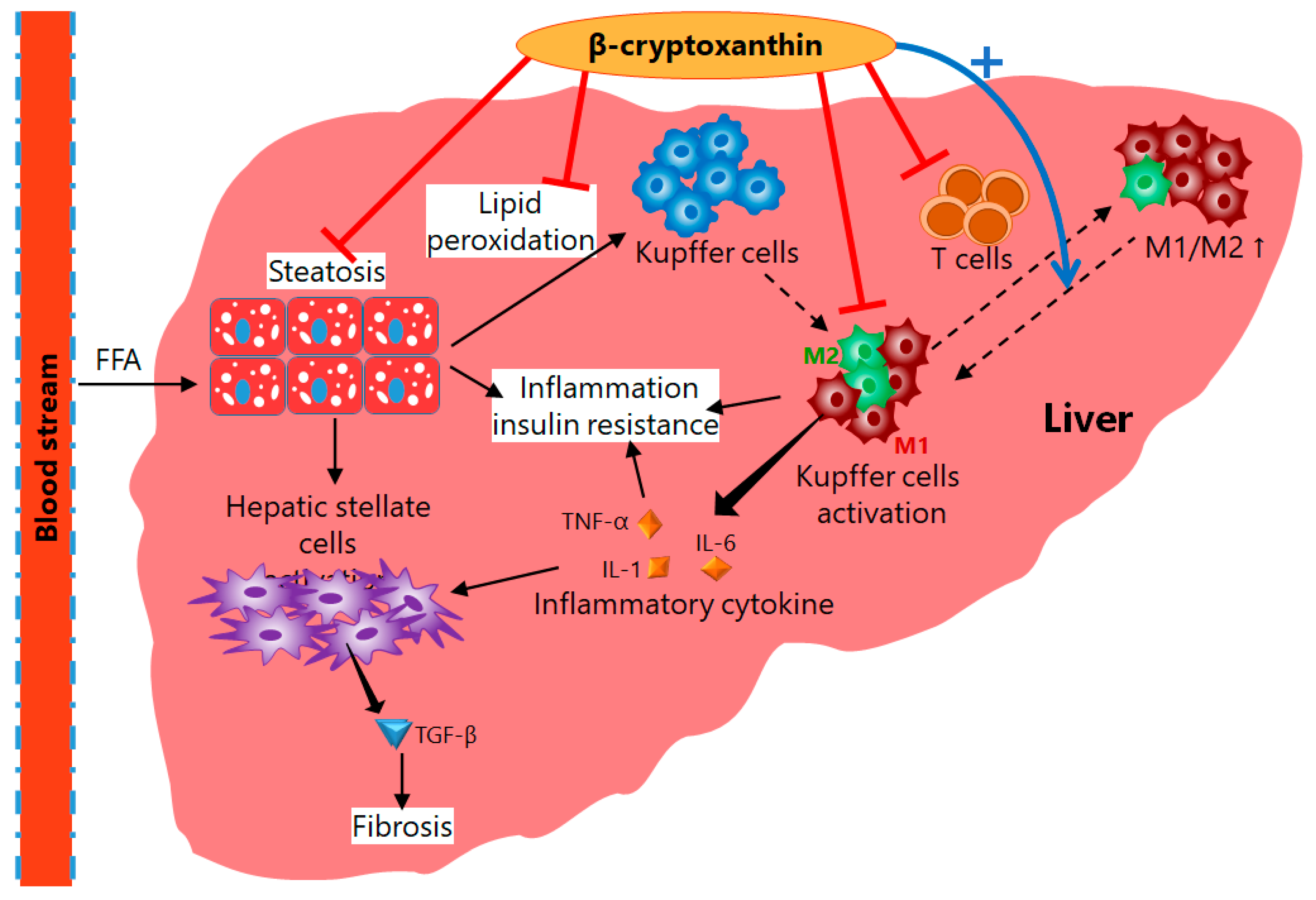 Antioxidants 11 00043 g005