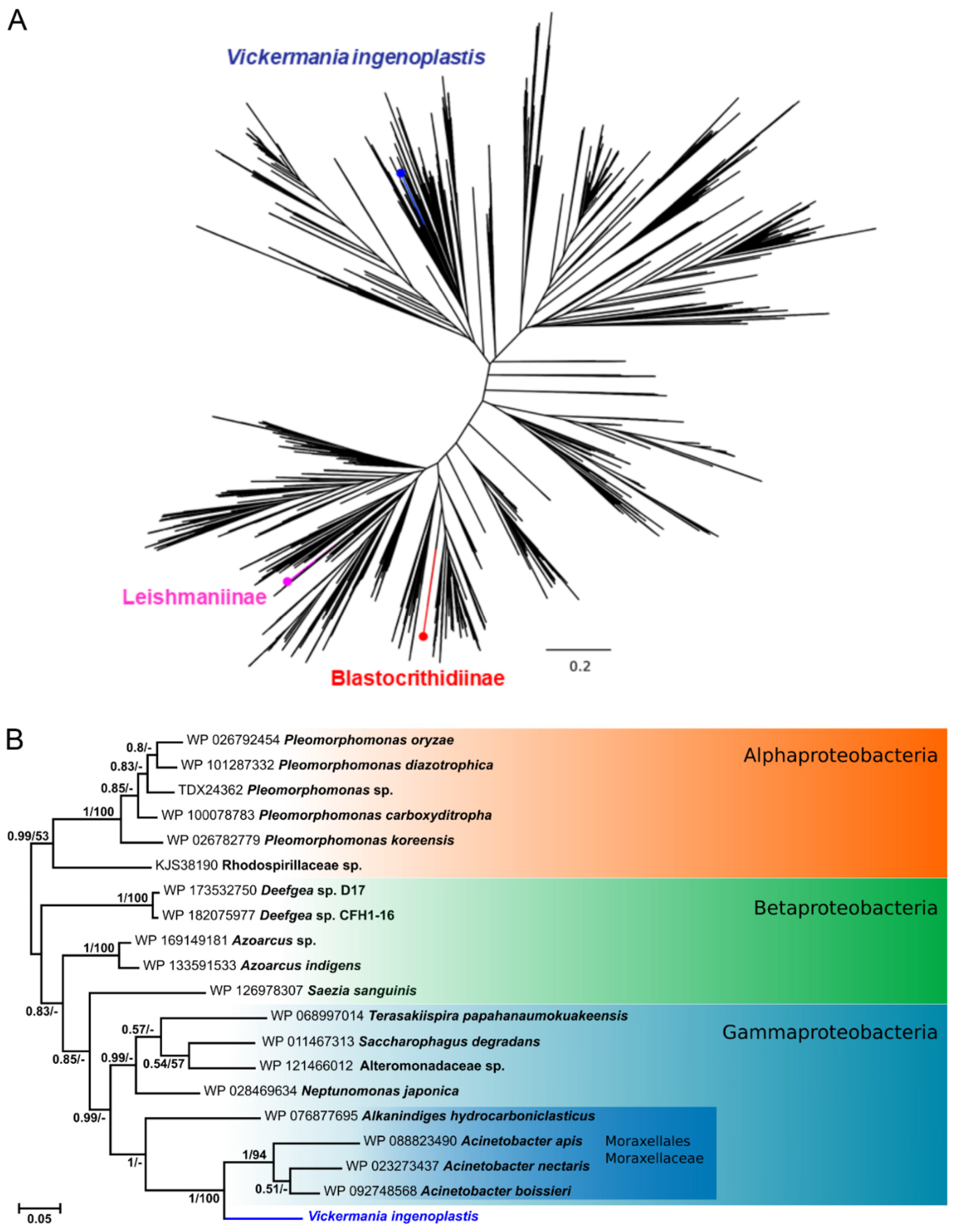 Antioxidants 11 00046 g001 Antioxidants 11 00046 g001