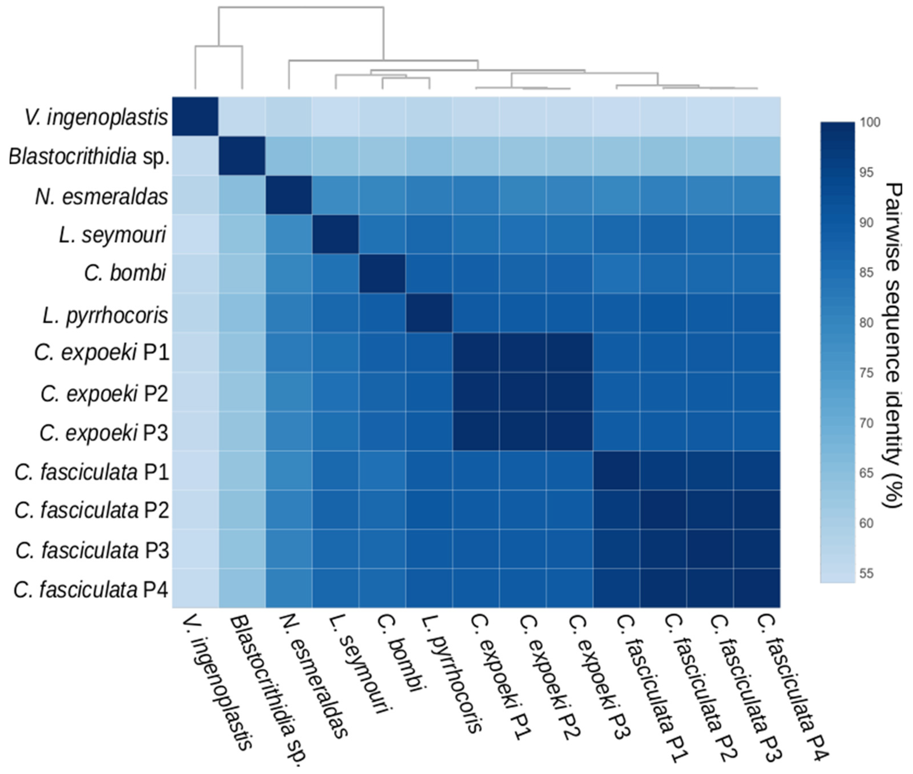 Antioxidants 11 00046 g003 Antioxidants 11 00046 g003