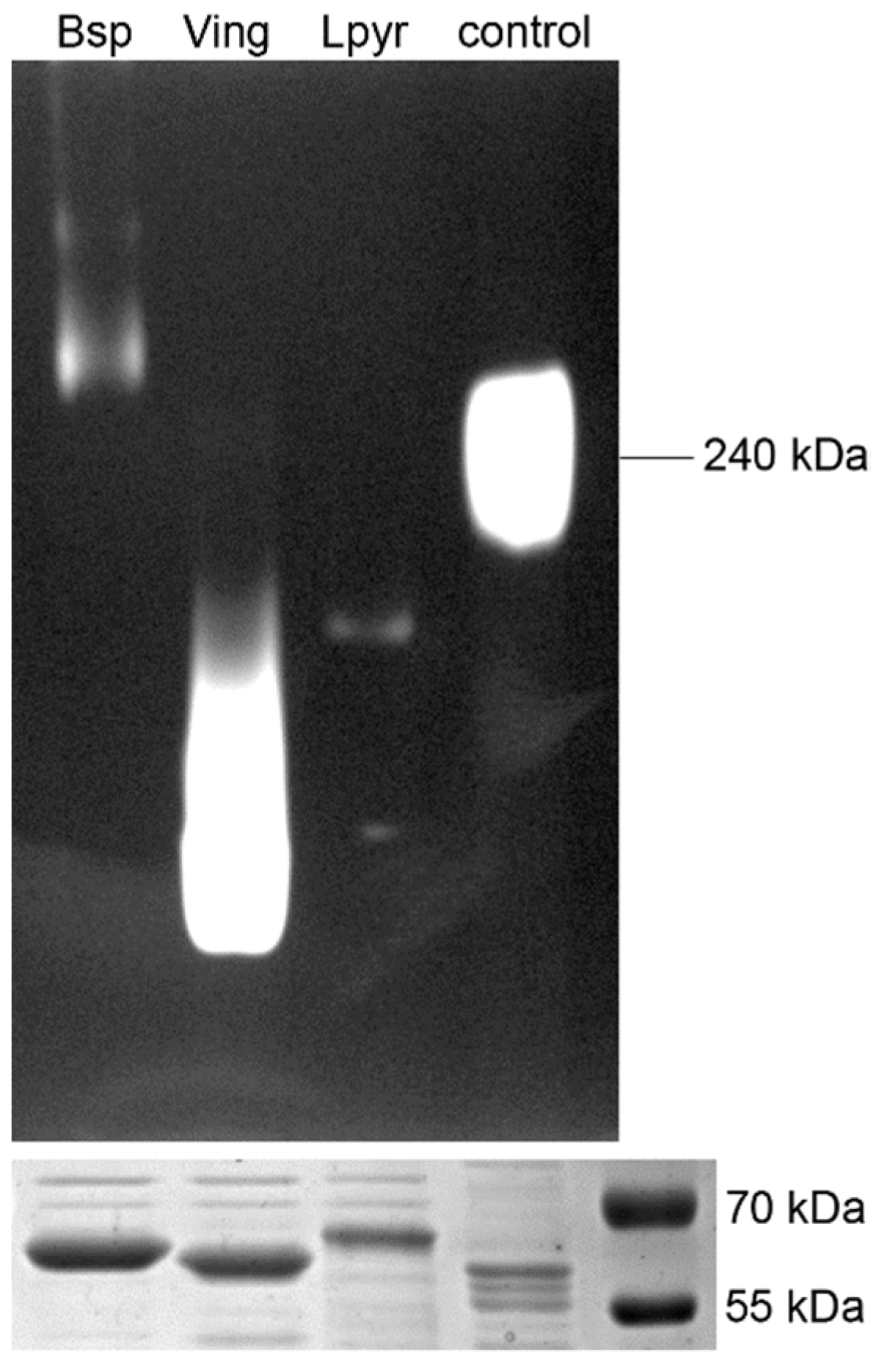 Antioxidants 11 00046 g004 Antioxidants 11 00046 g004