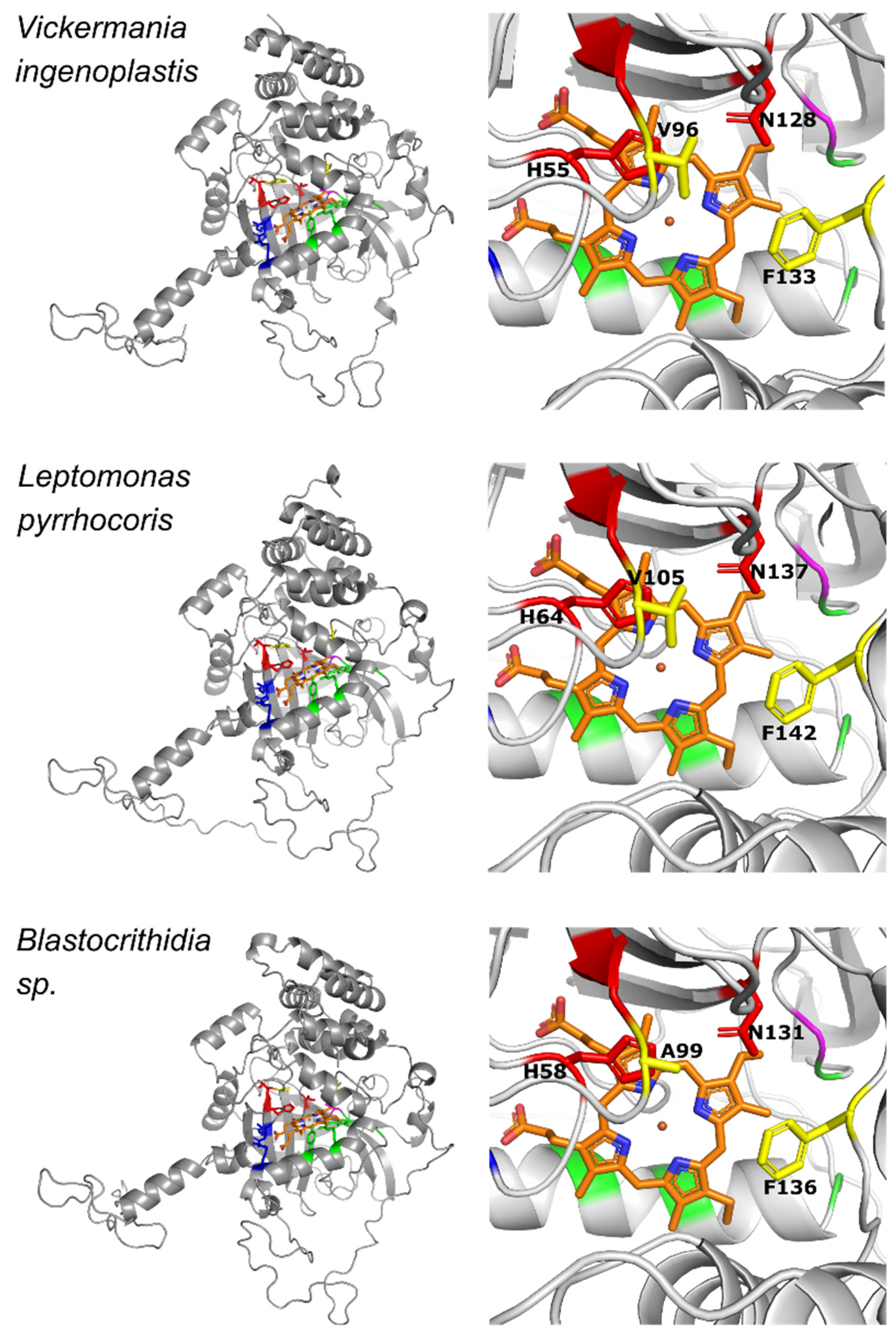 Antioxidants 11 00046 g005 Antioxidants 11 00046 g005