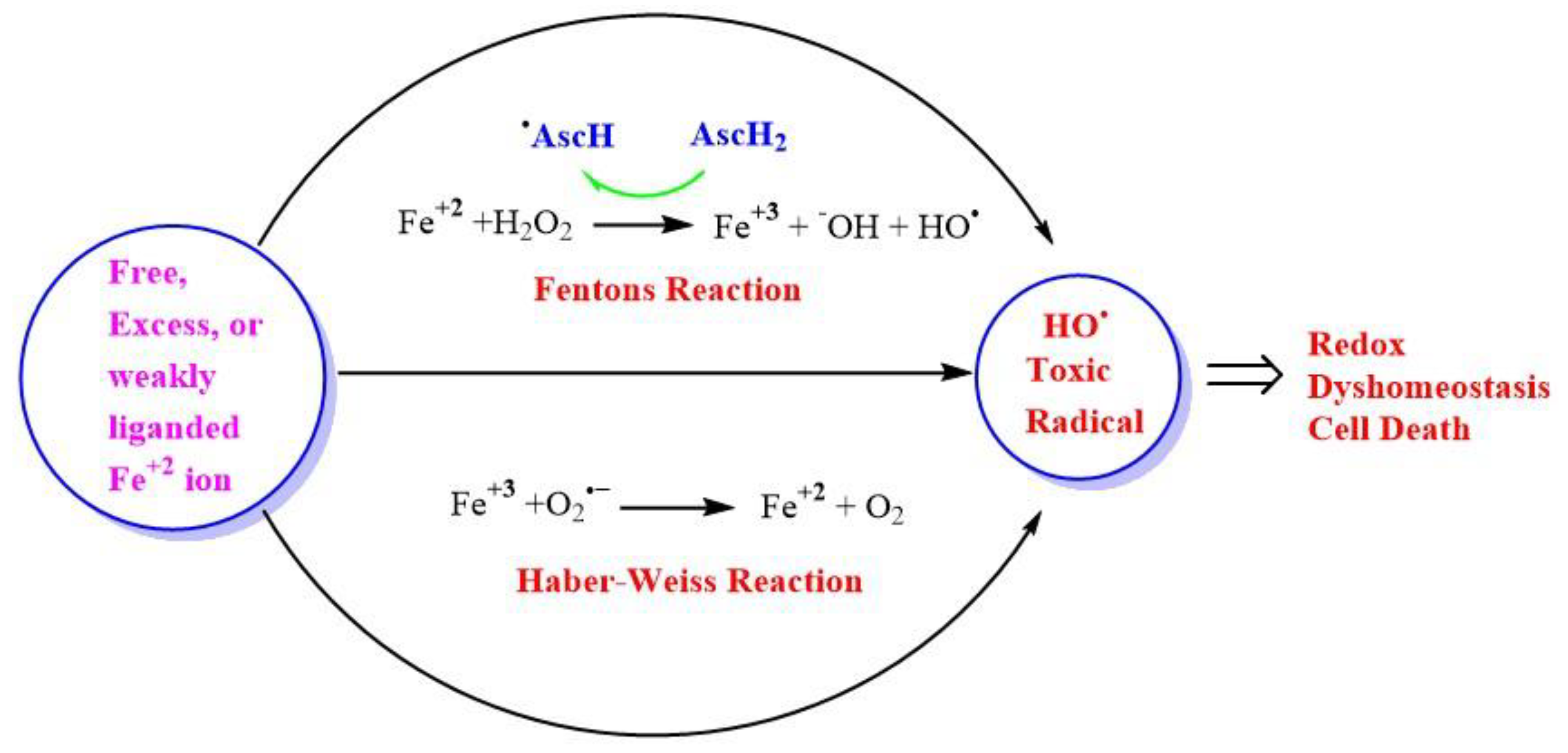 Antioxidants 11 00052 g004