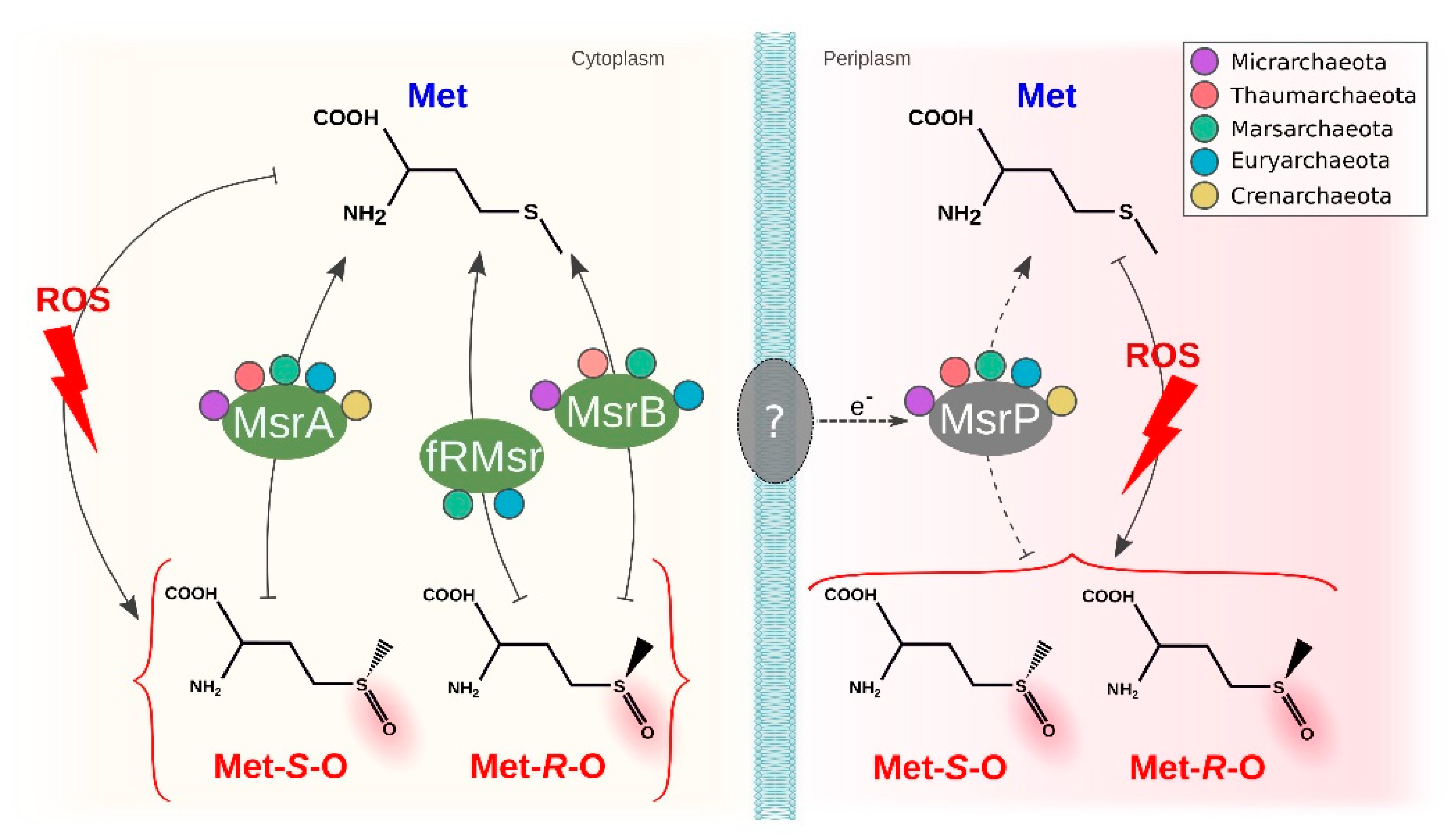 Antioxidants 11 00059 g006 550