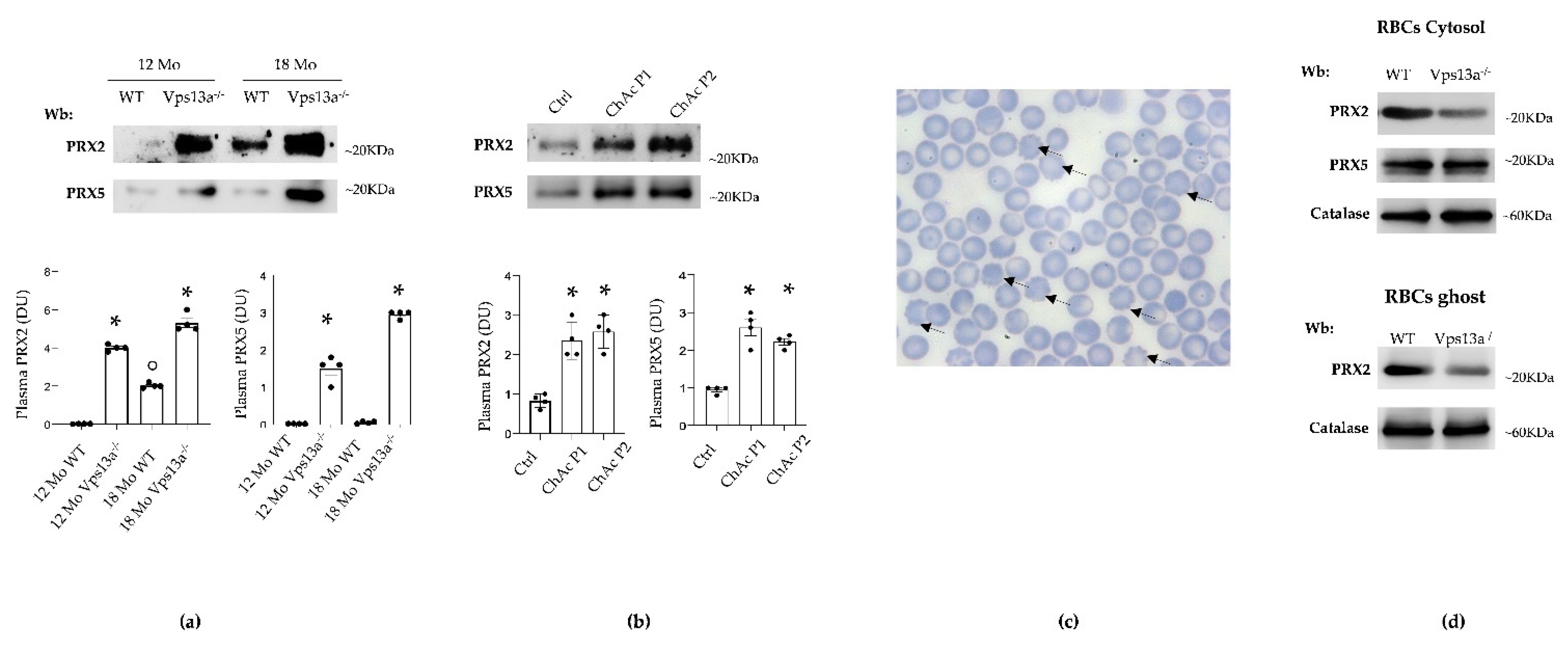 Antioxidants 11 00076 g001 550