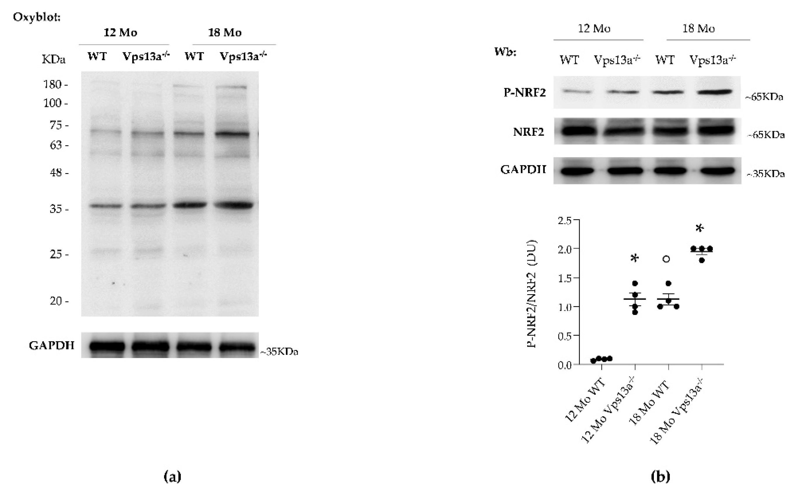 Antioxidants 11 00076 g002 550