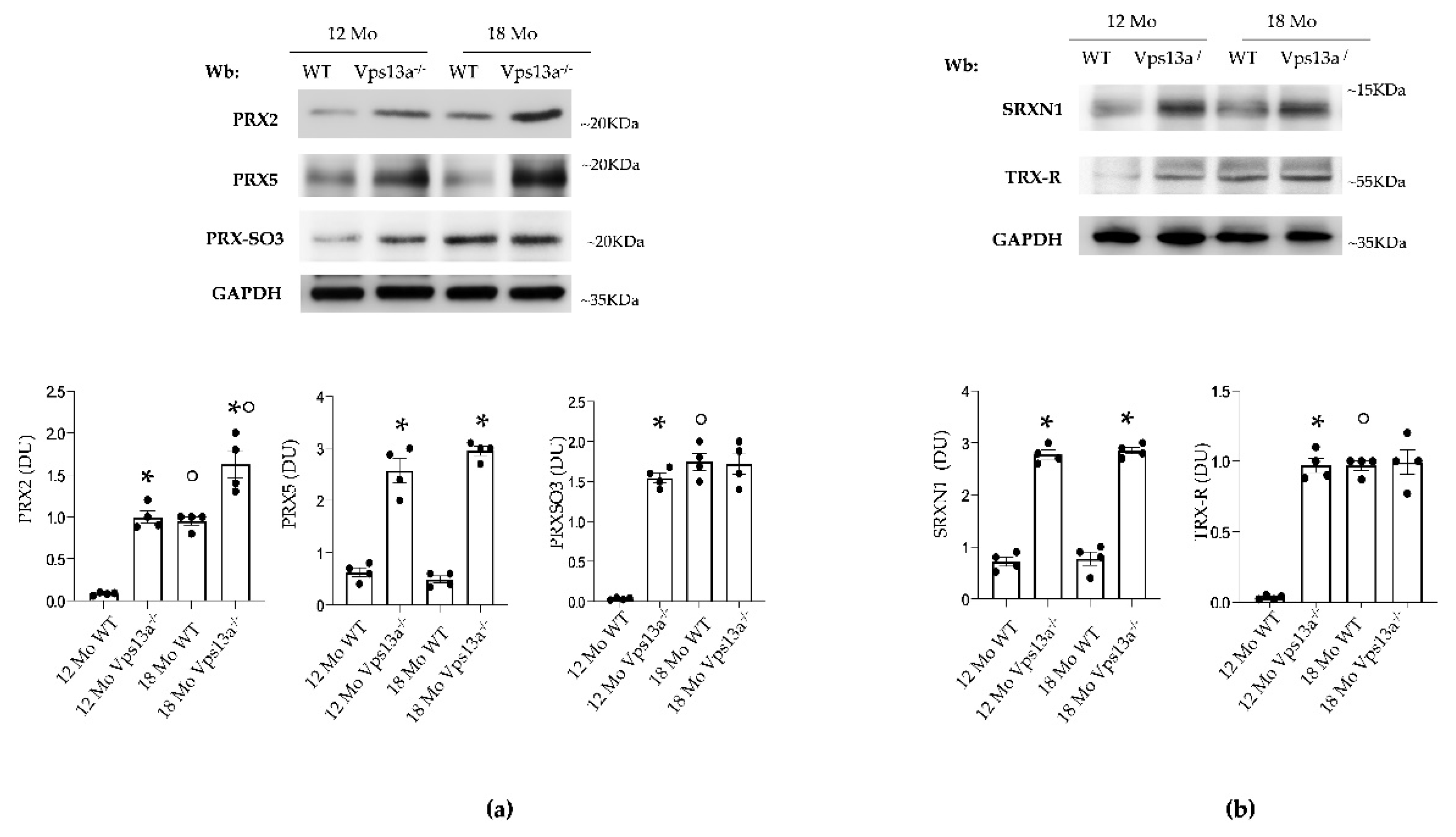 Antioxidants 11 00076 g003 550