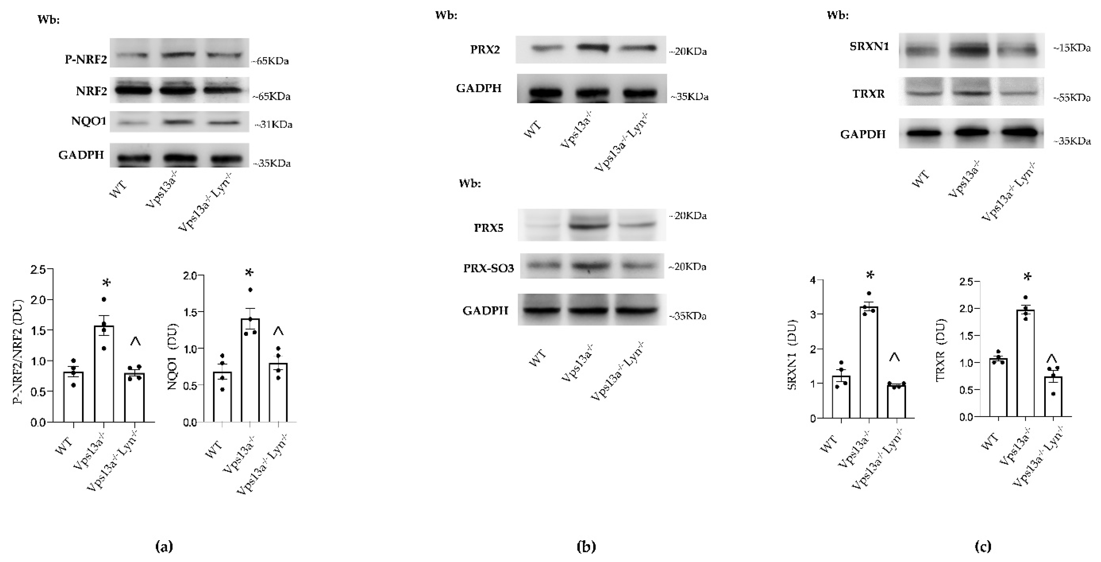 Antioxidants 11 00076 g004 550