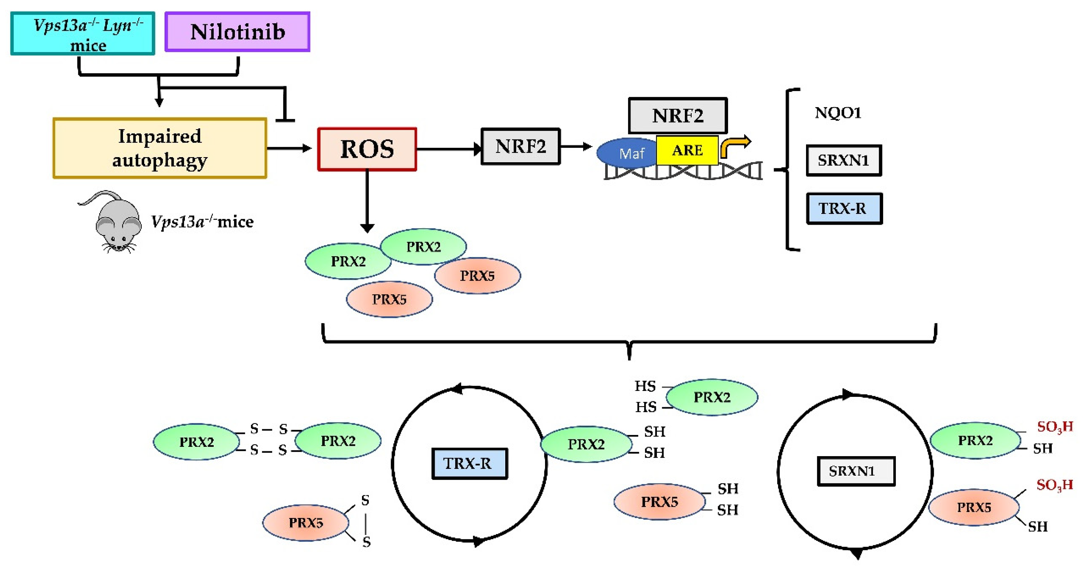 Antioxidants 11 00076 g006 550
