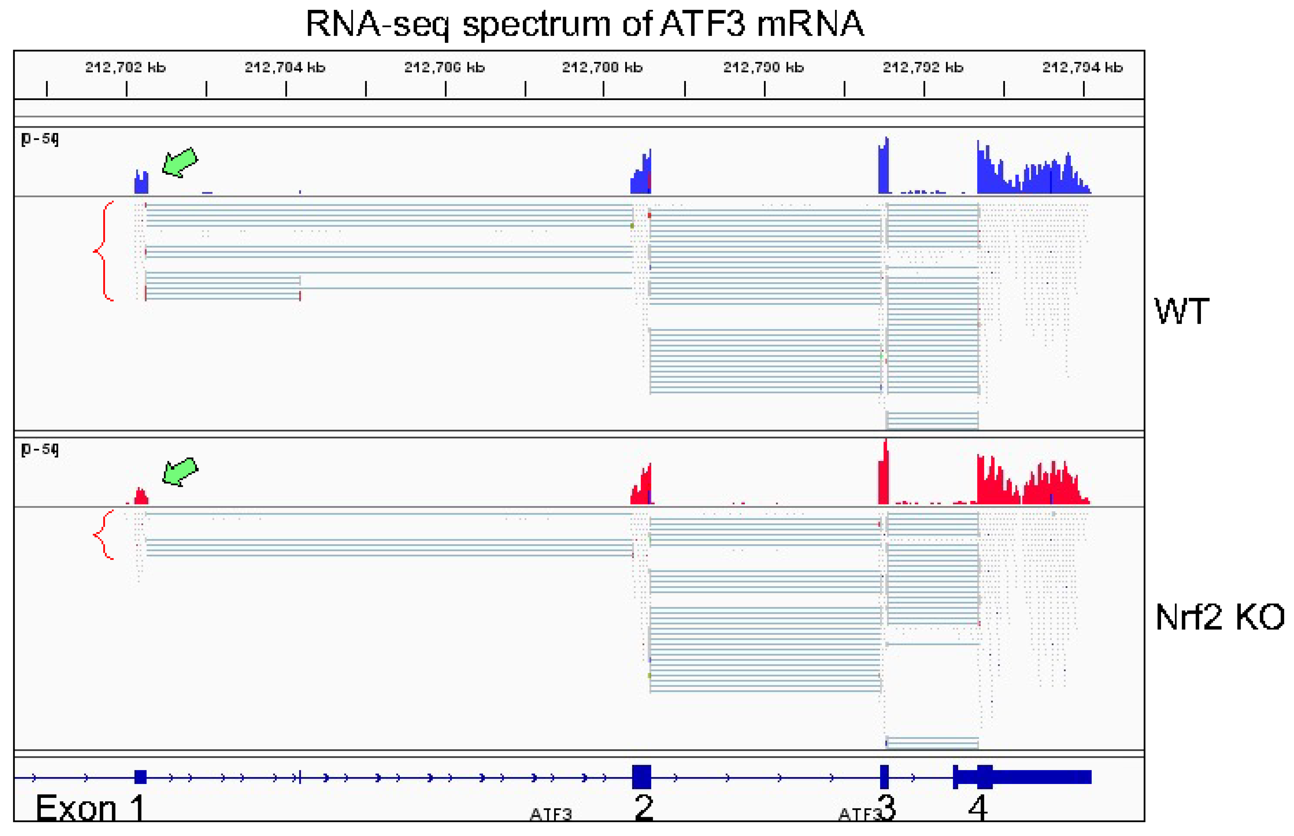 Antioxidants 11 00077 g005 550