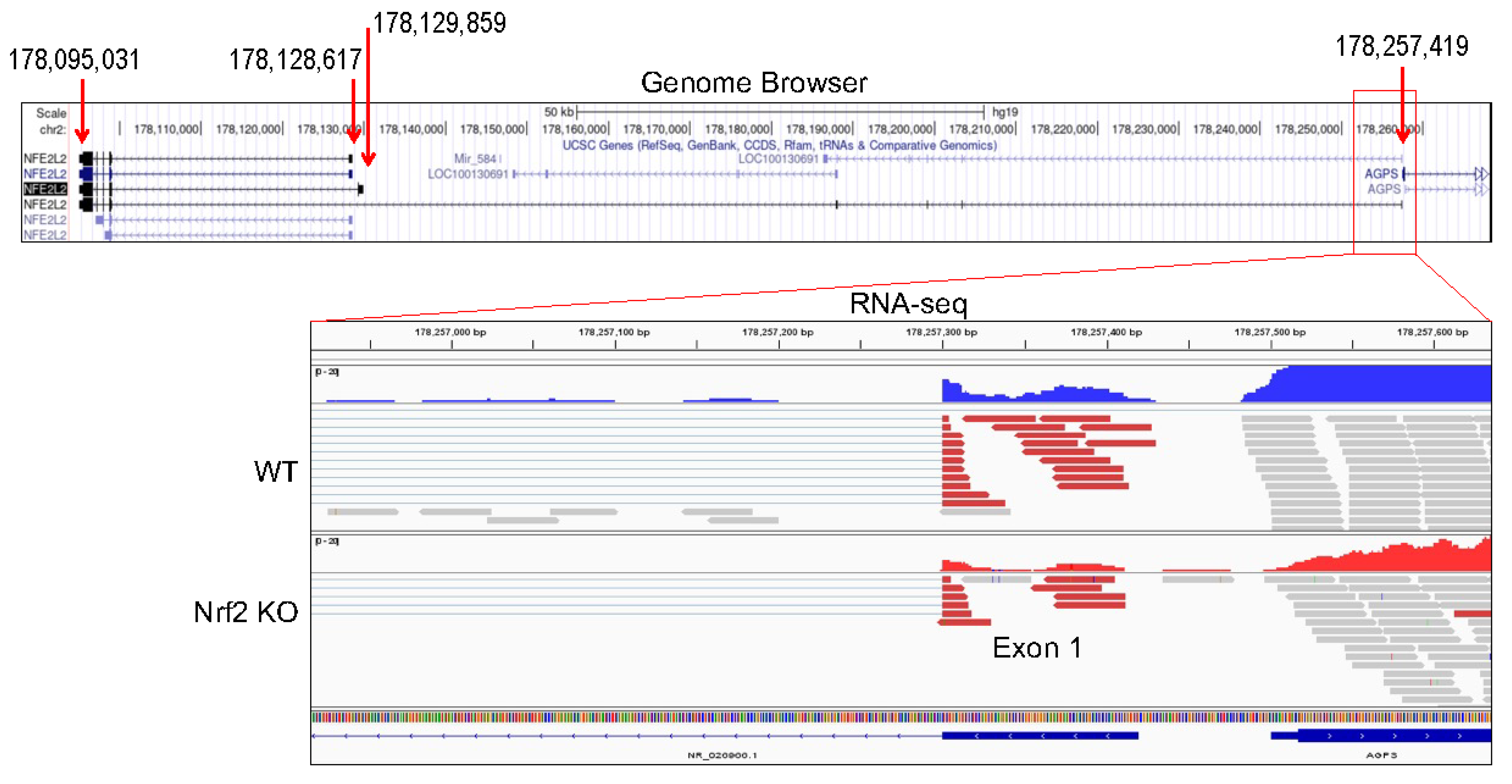 Antioxidants 11 00077 g007 550