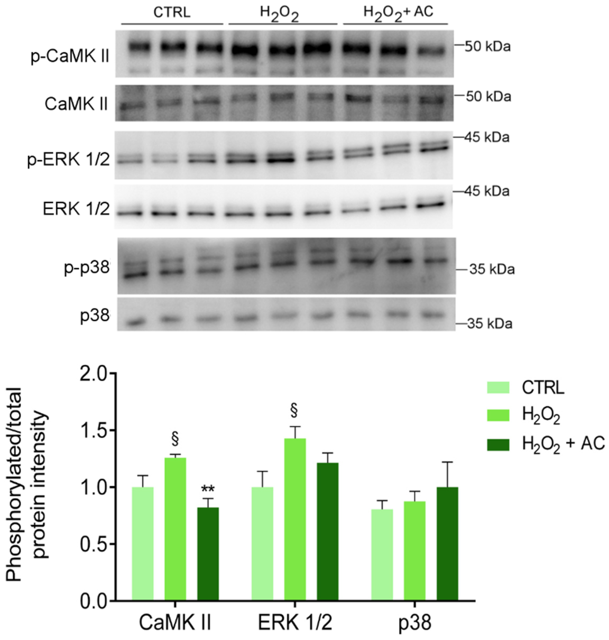 Antioxidants 11 00081 g007