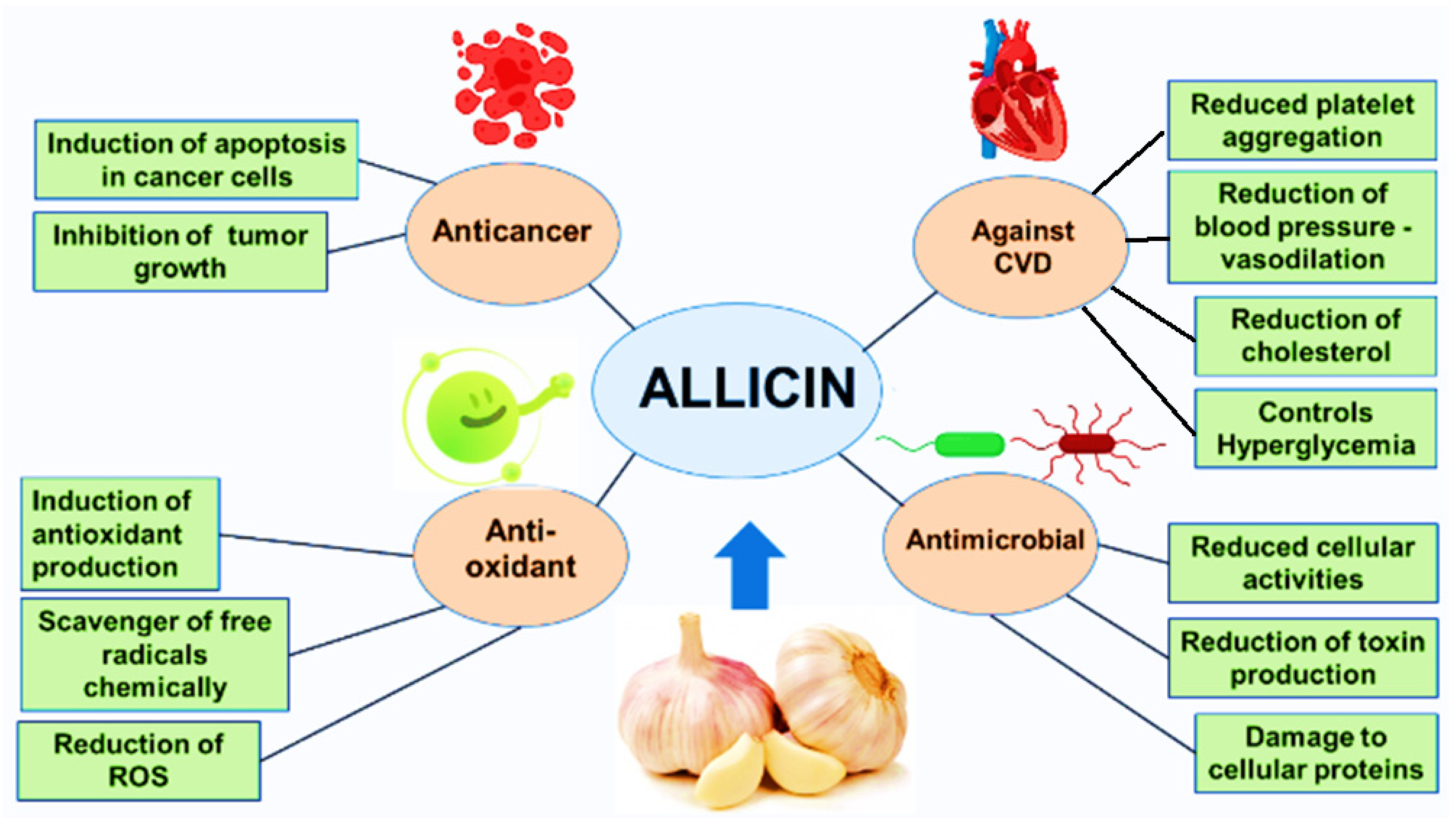 How does allicin powder work against bacteria and viruses?