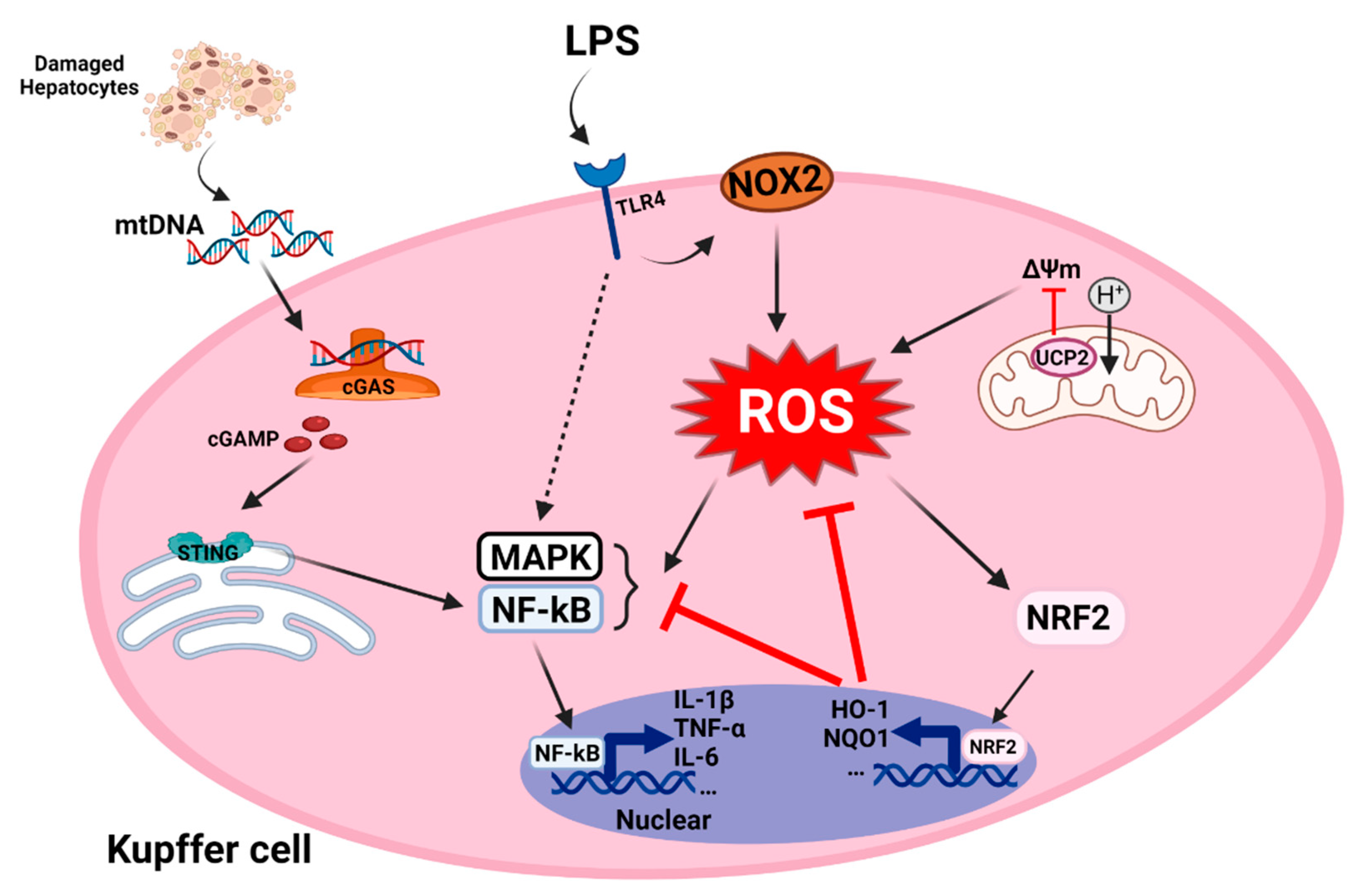 Antioxidants 11 00091 g003 Antioxidants 11 00091 g003