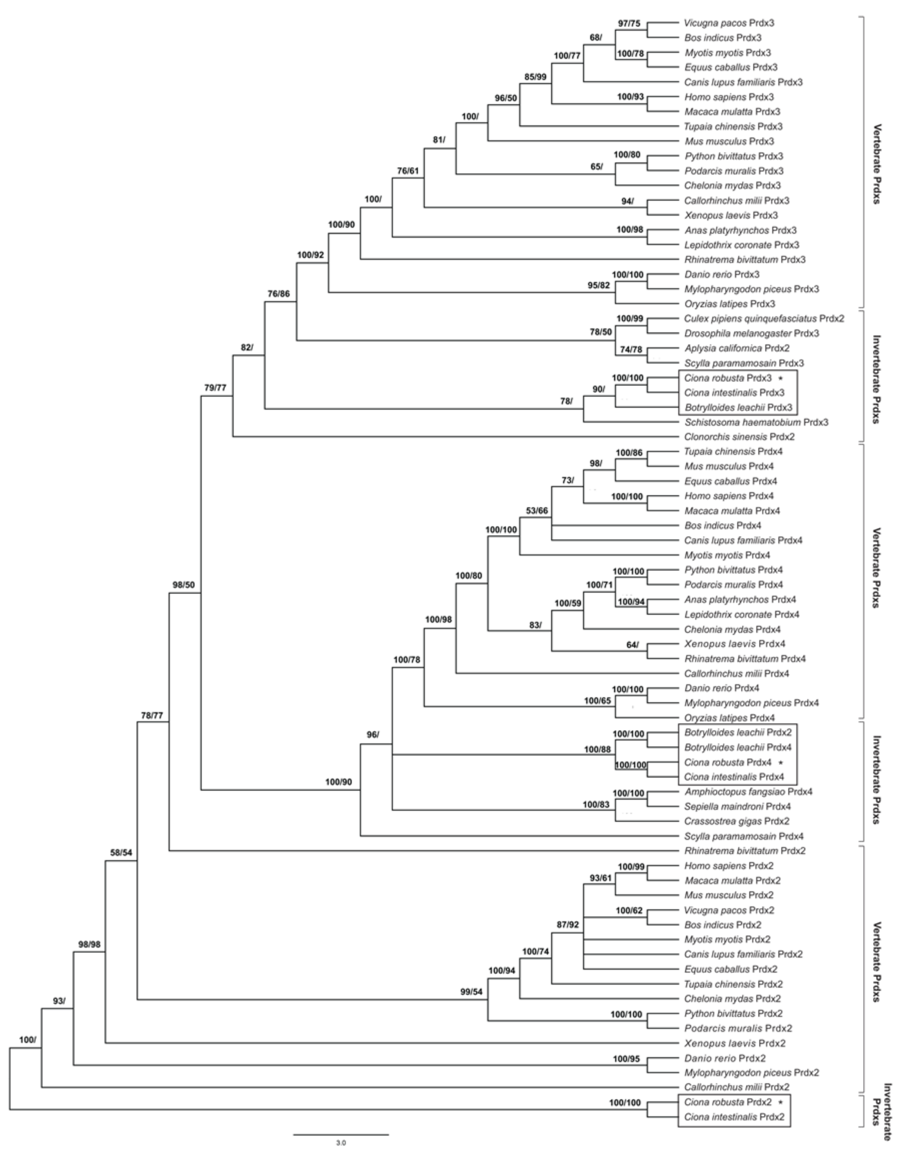 Antioxidants 11 00093 g001