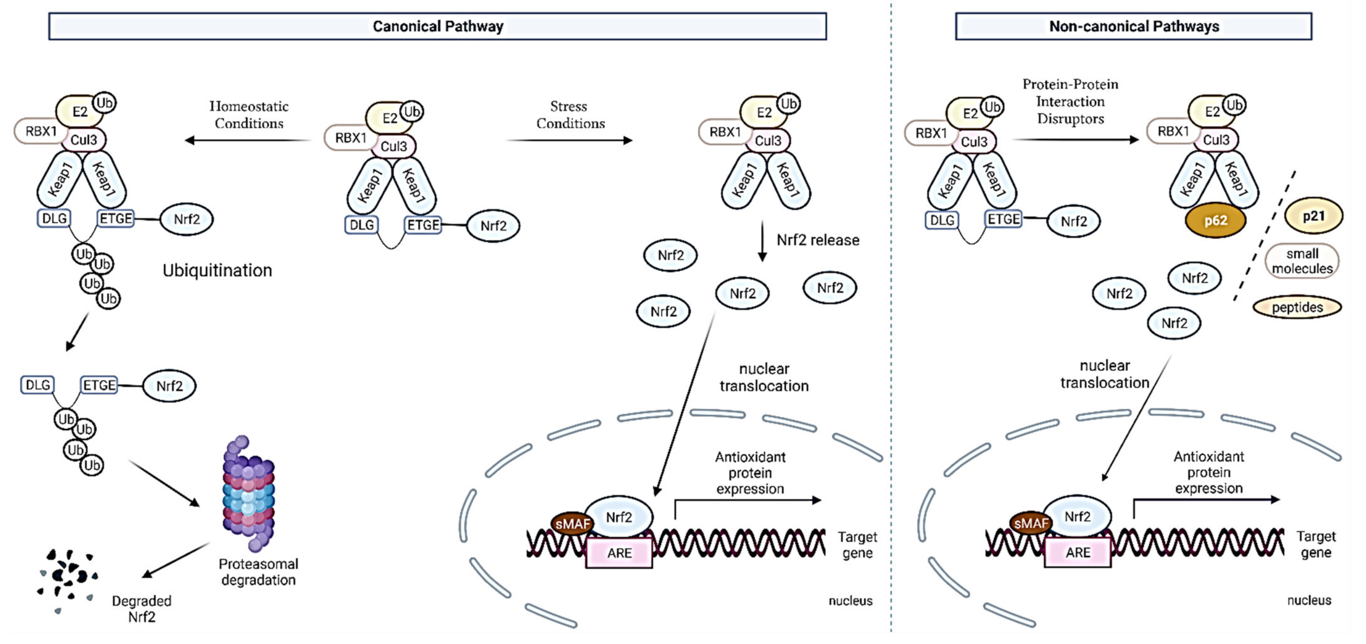 Antioxidants 11 00098 g003