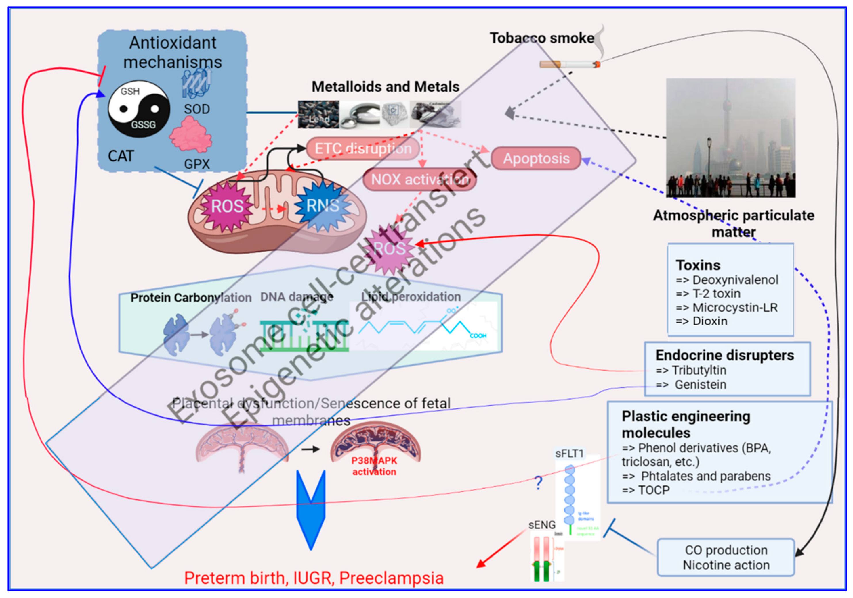 Antioxidants 11 00106 g003 Antioxidants 11 00106 g003