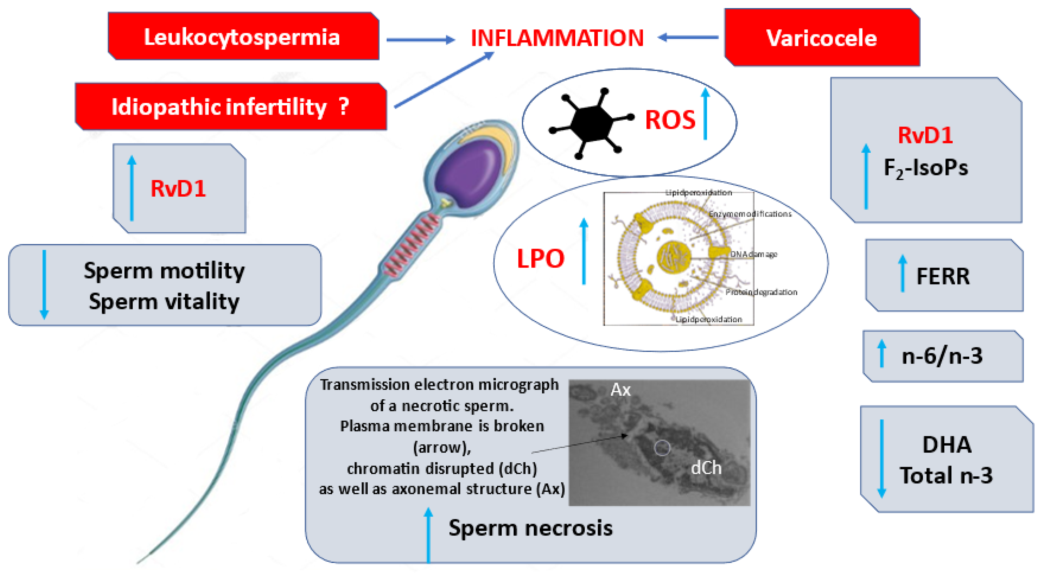 Antioxidants 11 00107 g005 550