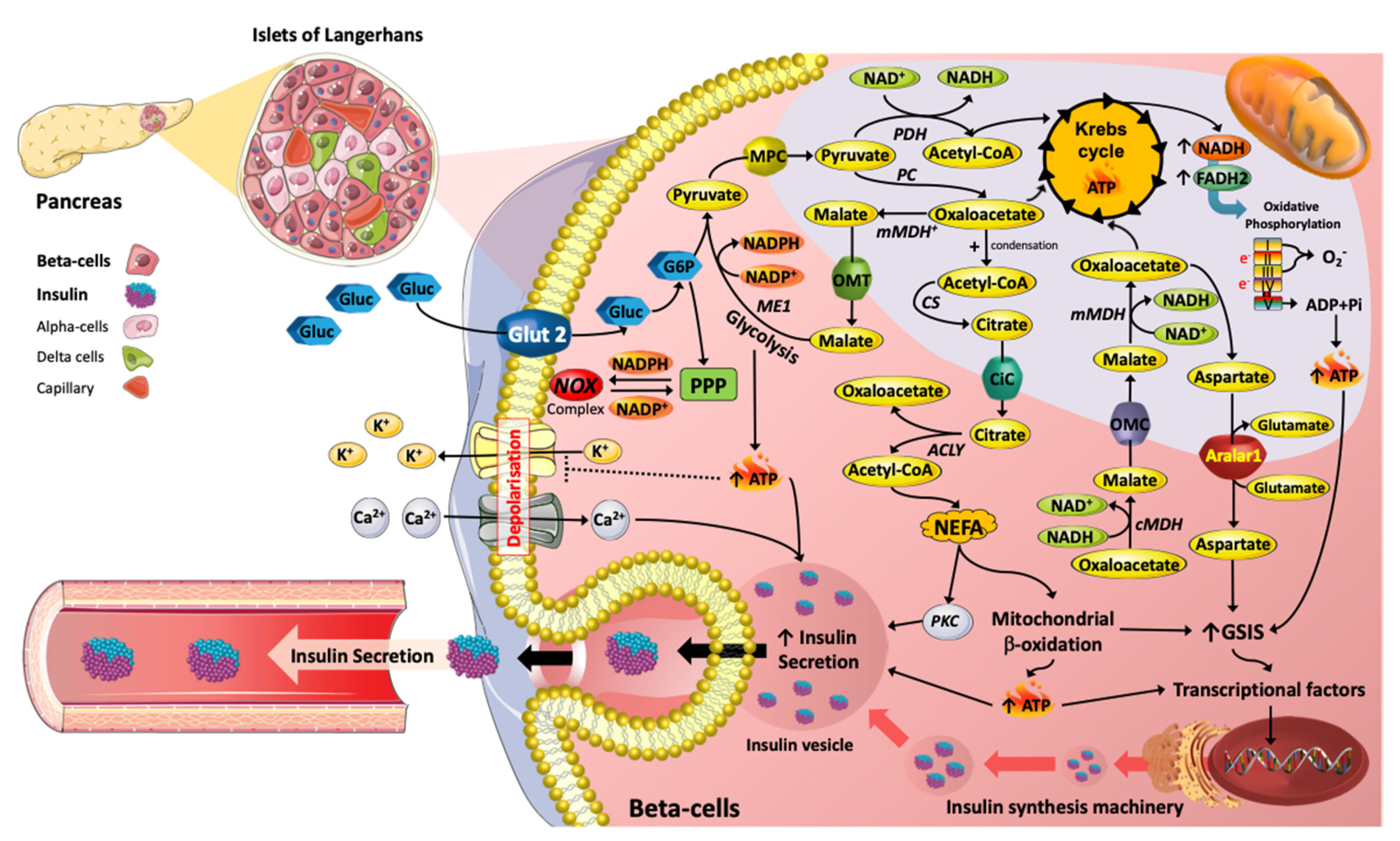 Antioxidants 11 00108 g001