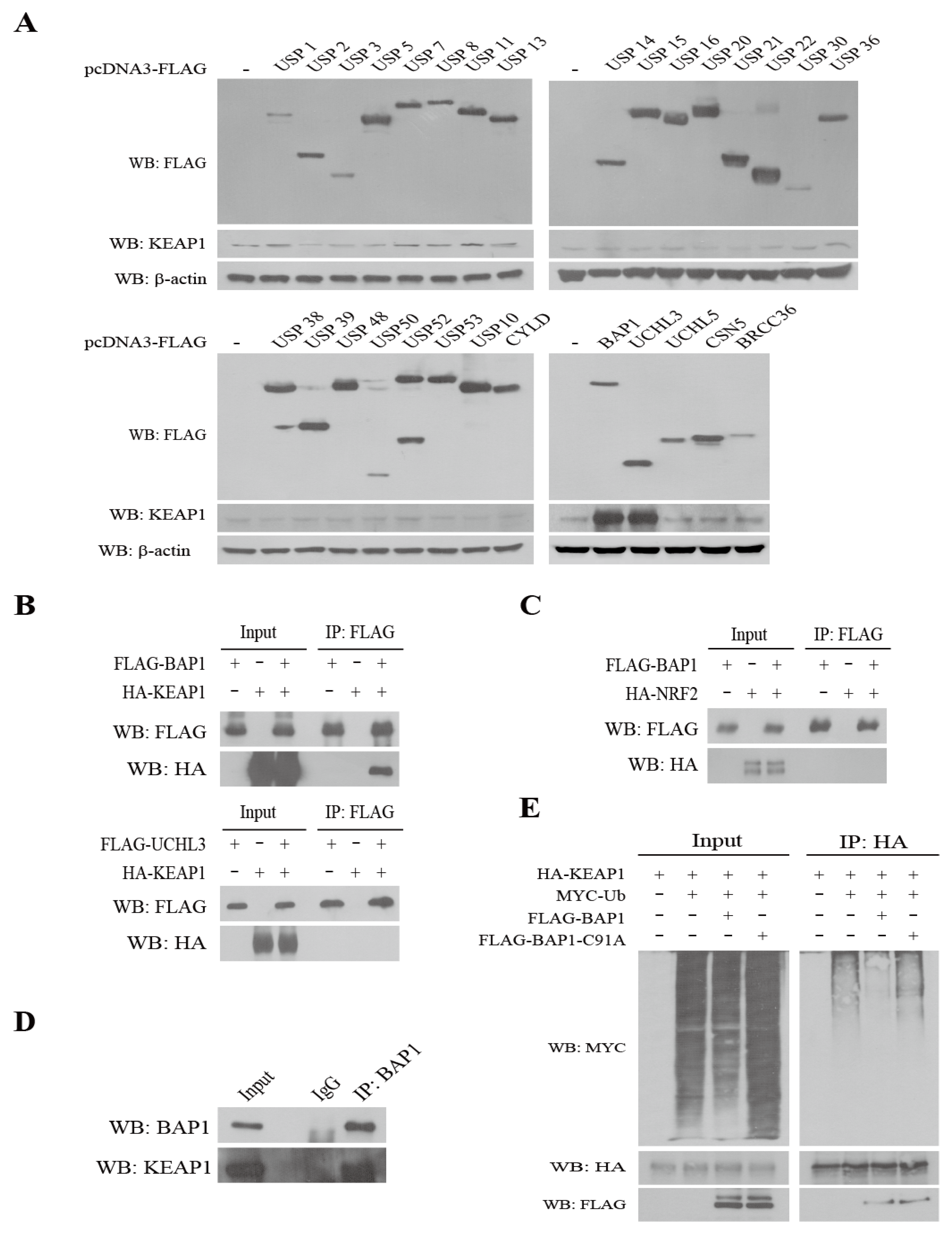 Antioxidants 11 00114 g001