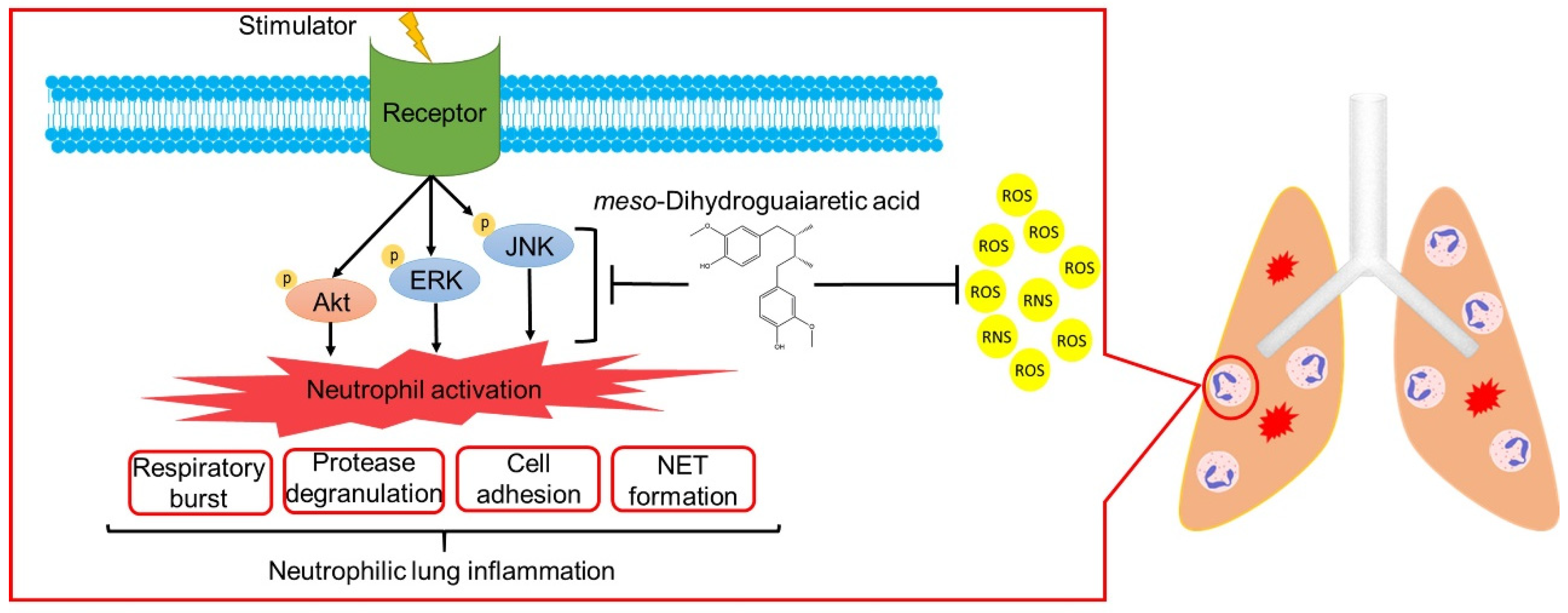 Antioxidants 11 00123 g009 550