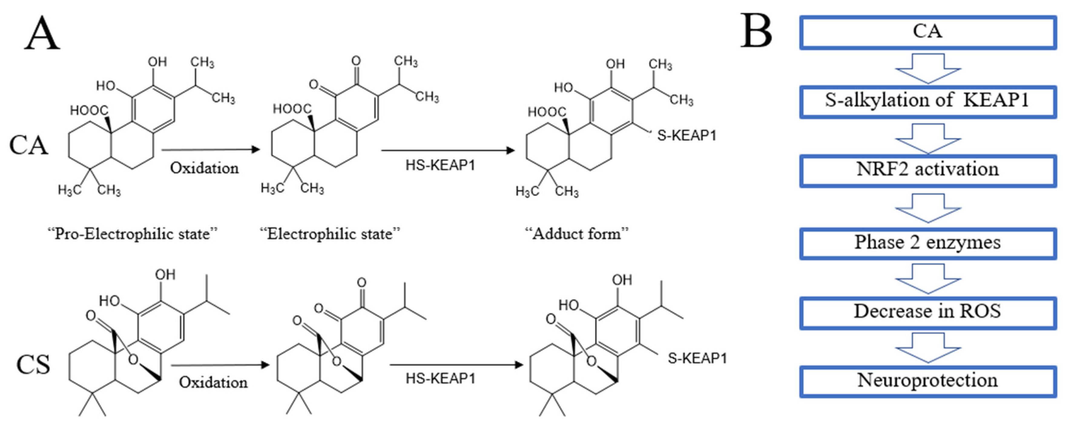 Antioxidants 11 00124 g004