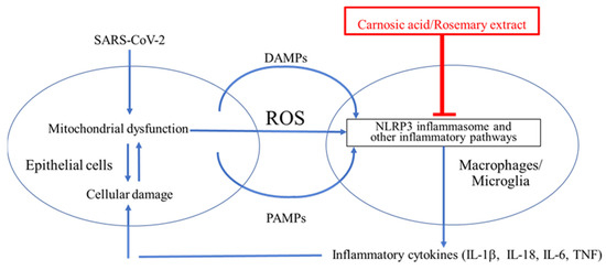 Antioxidants 11 00124 g007 550