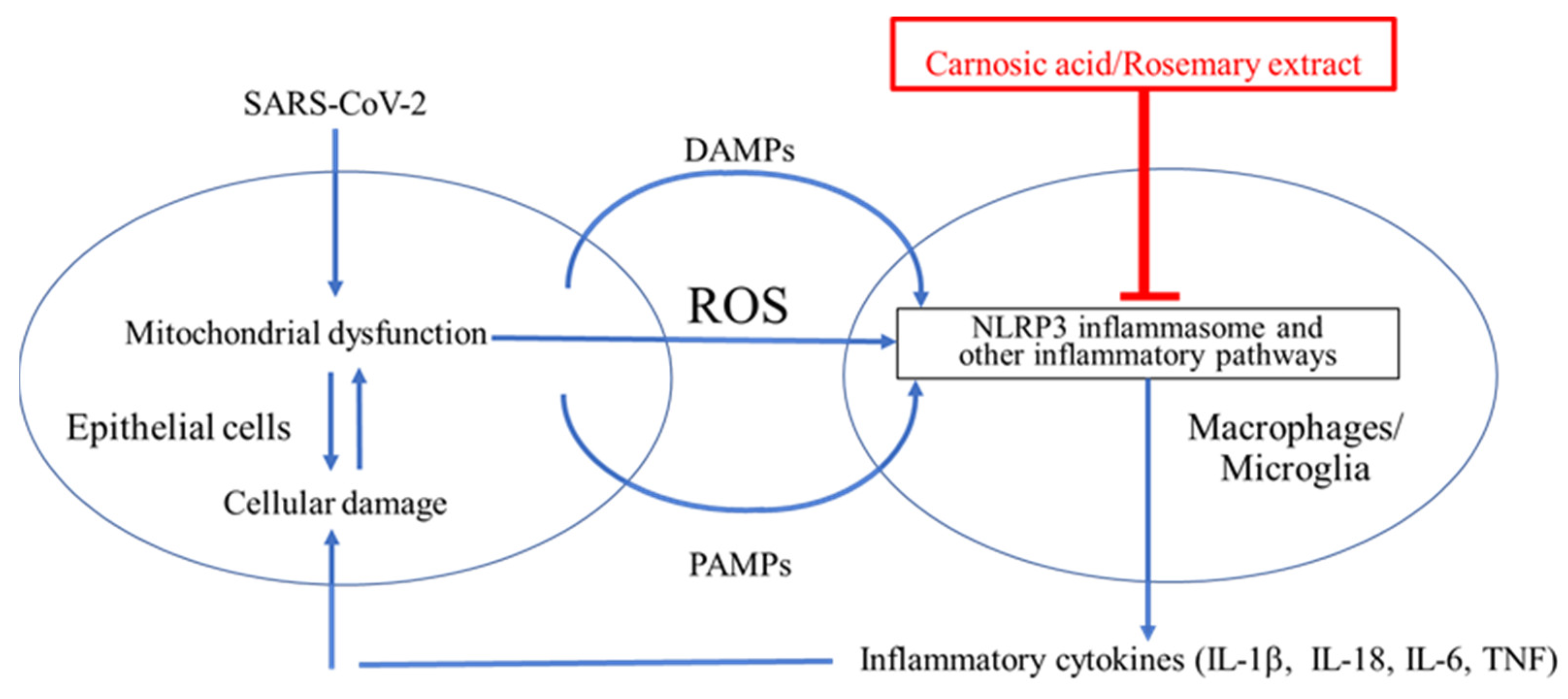 Antioxidants 11 00124 g007