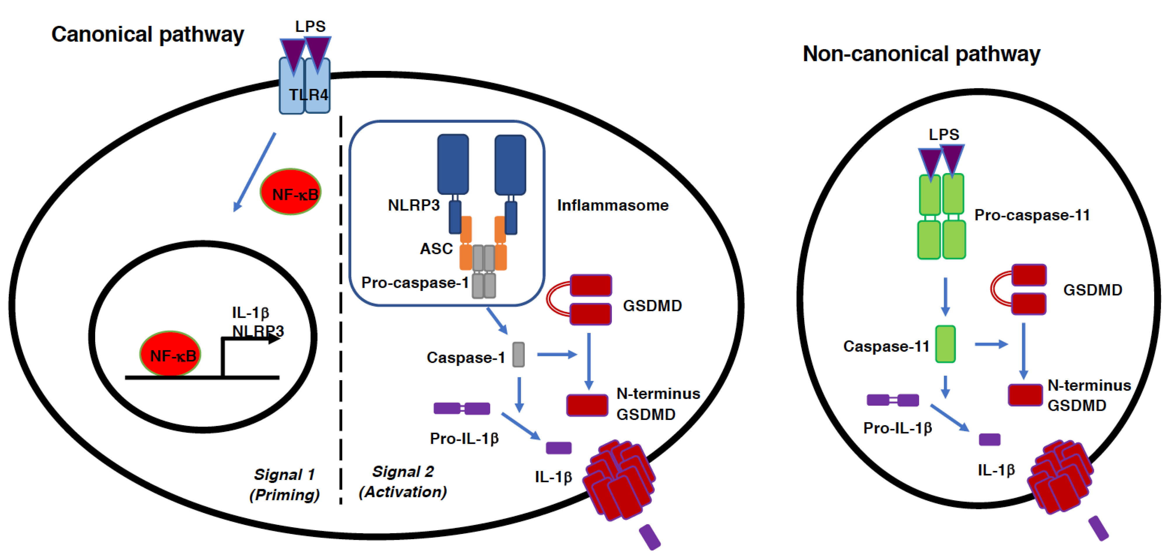 Antioxidants 11 00126 g002 Antioxidants 11 00126 g002