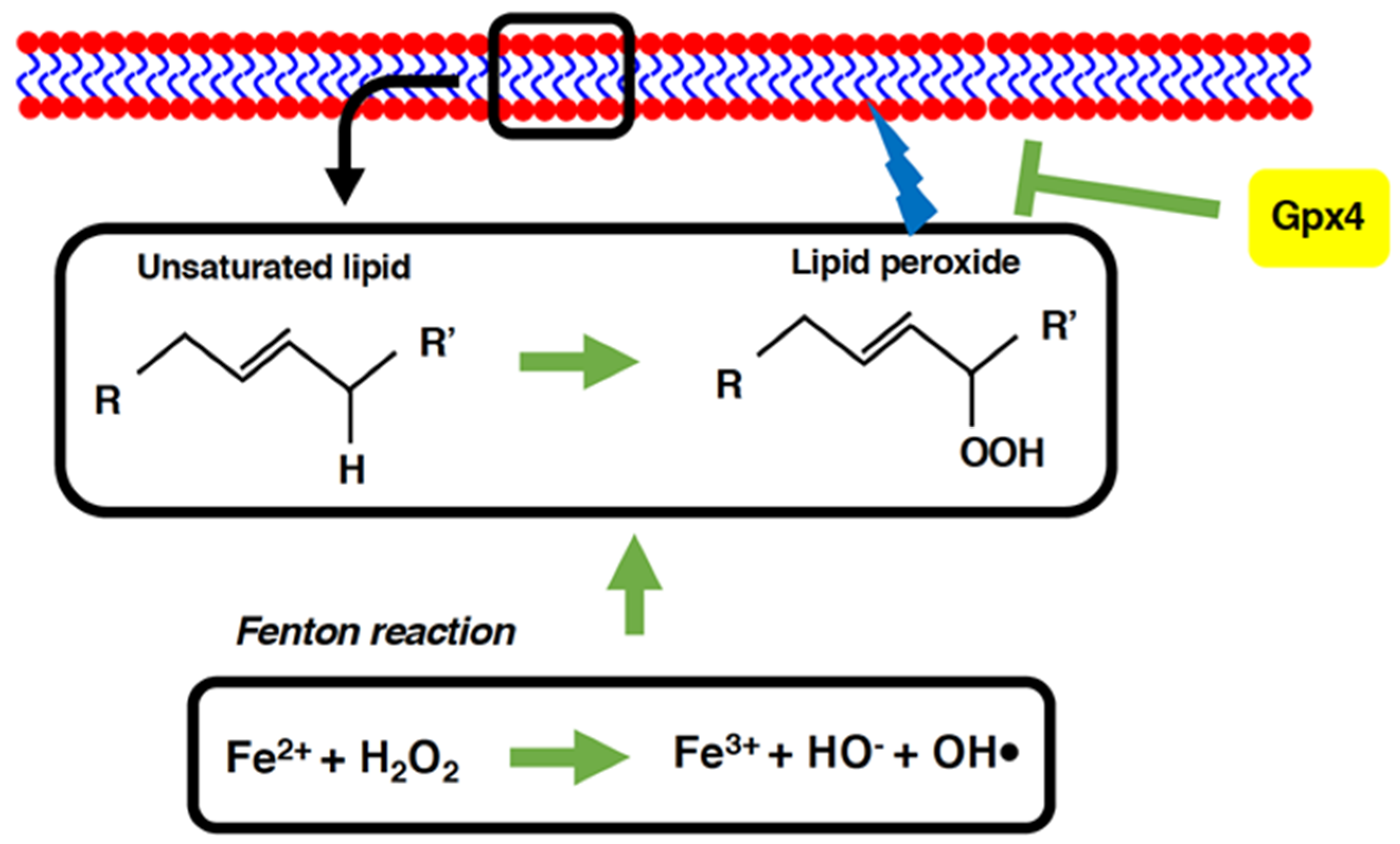 Antioxidants 11 00126 g003 Antioxidants 11 00126 g003