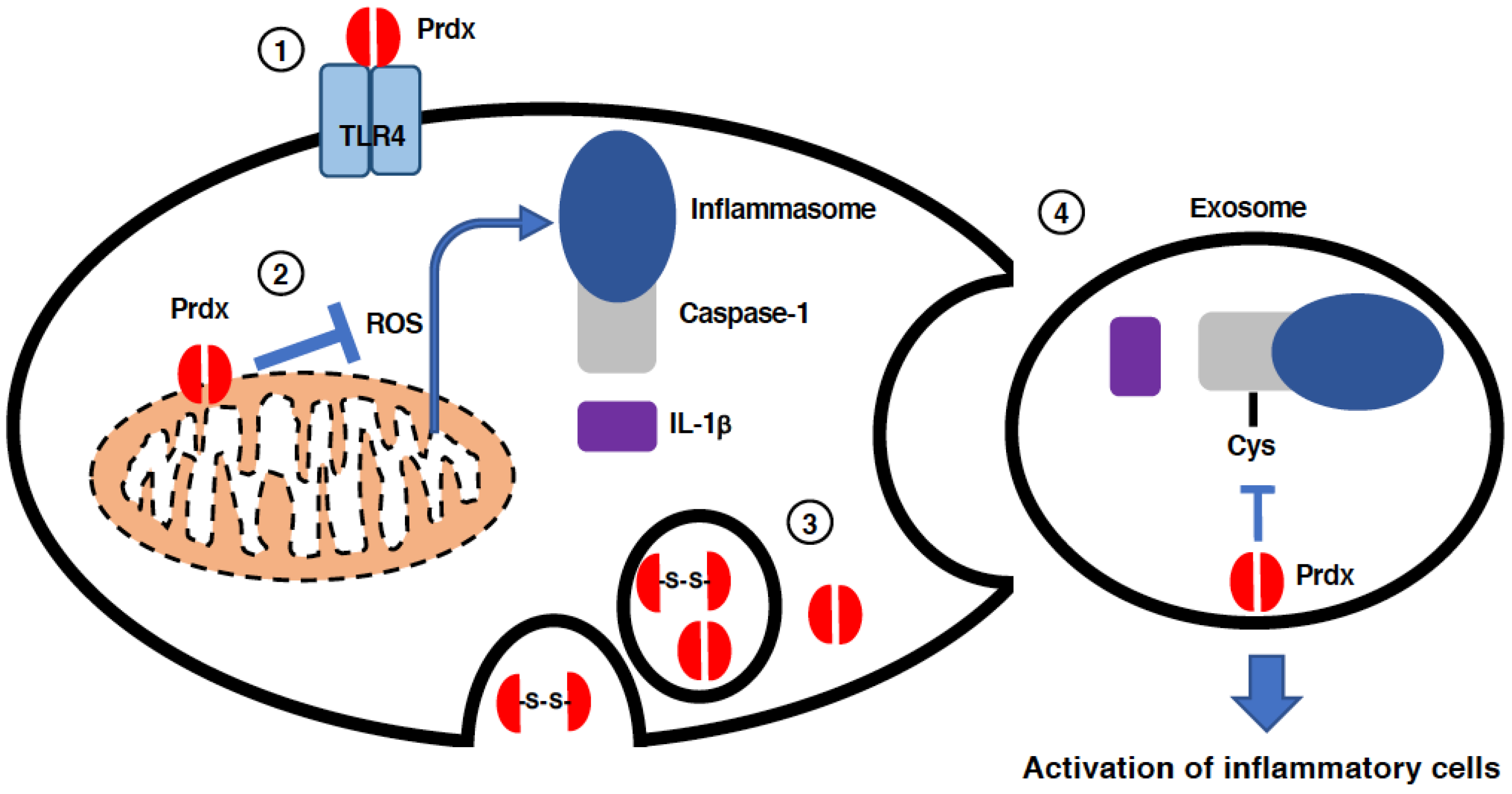 Antioxidants 11 00126 g006 Antioxidants 11 00126 g006