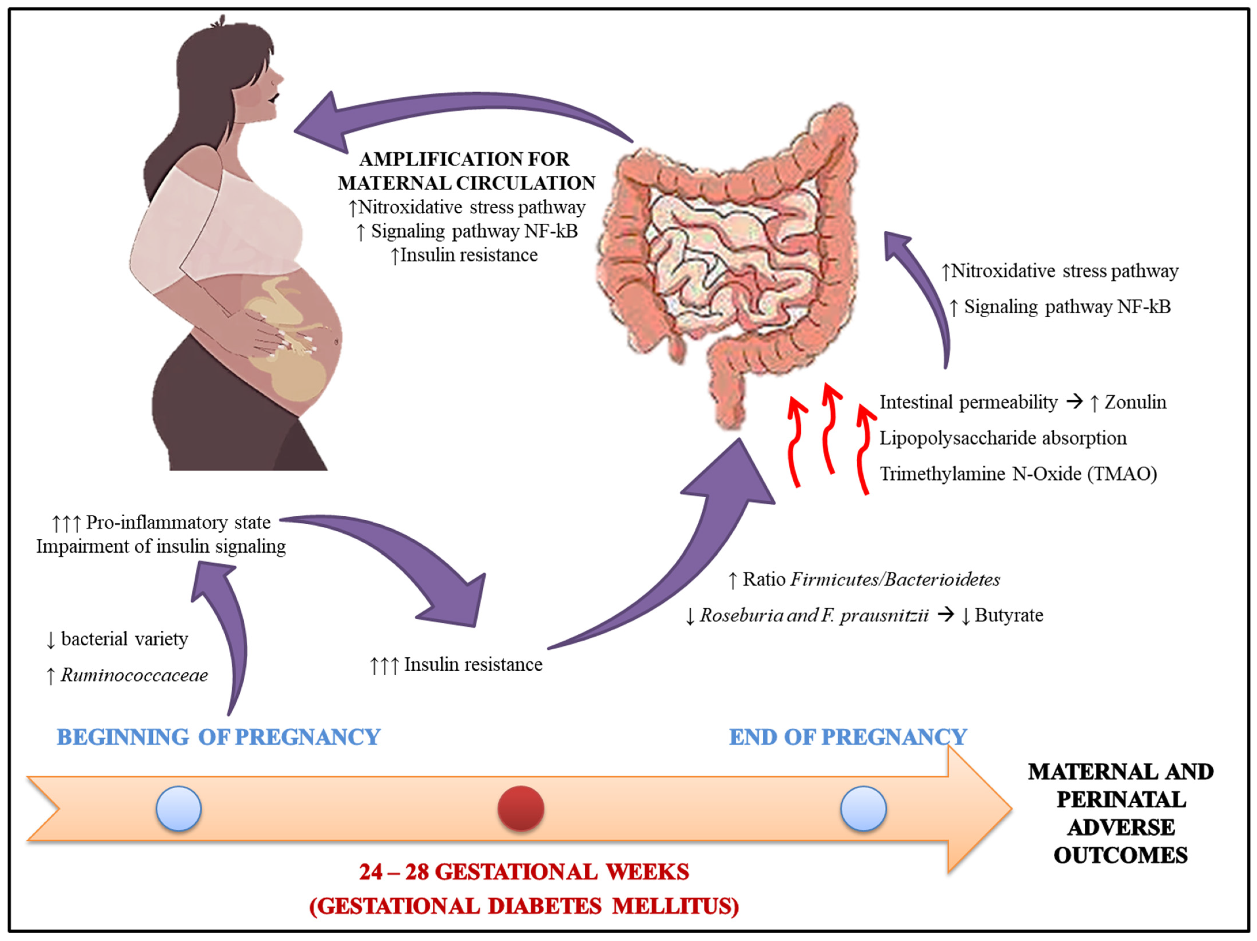Antioxidants | Free Full-Text | Gestational Diabetes Mellitus: The  Crosslink Among Inflammation, Nitroxidative Stress, Intestinal Microbiota  And Alternative Therapies | Html