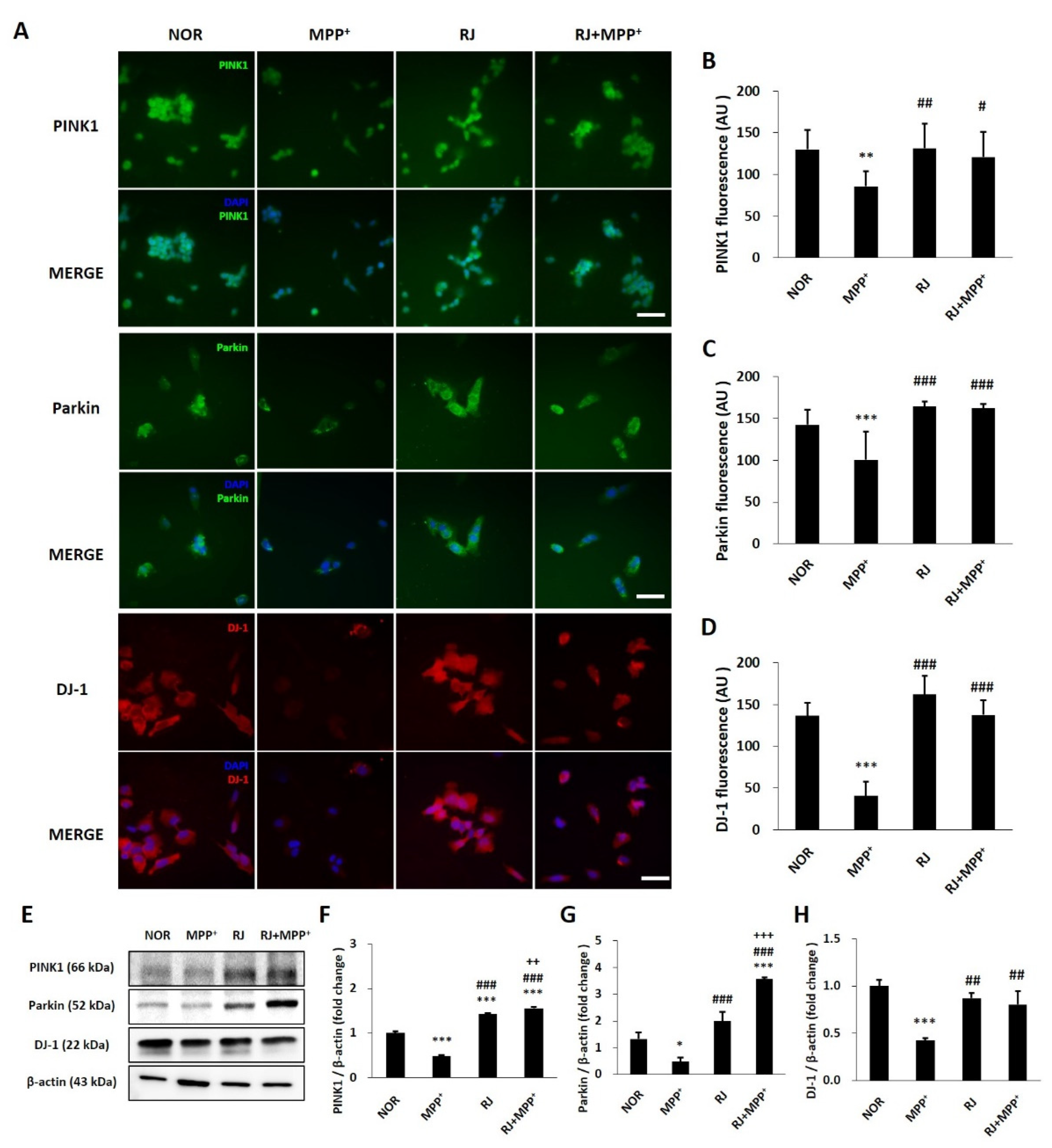 Antioxidants 11 00141 g002