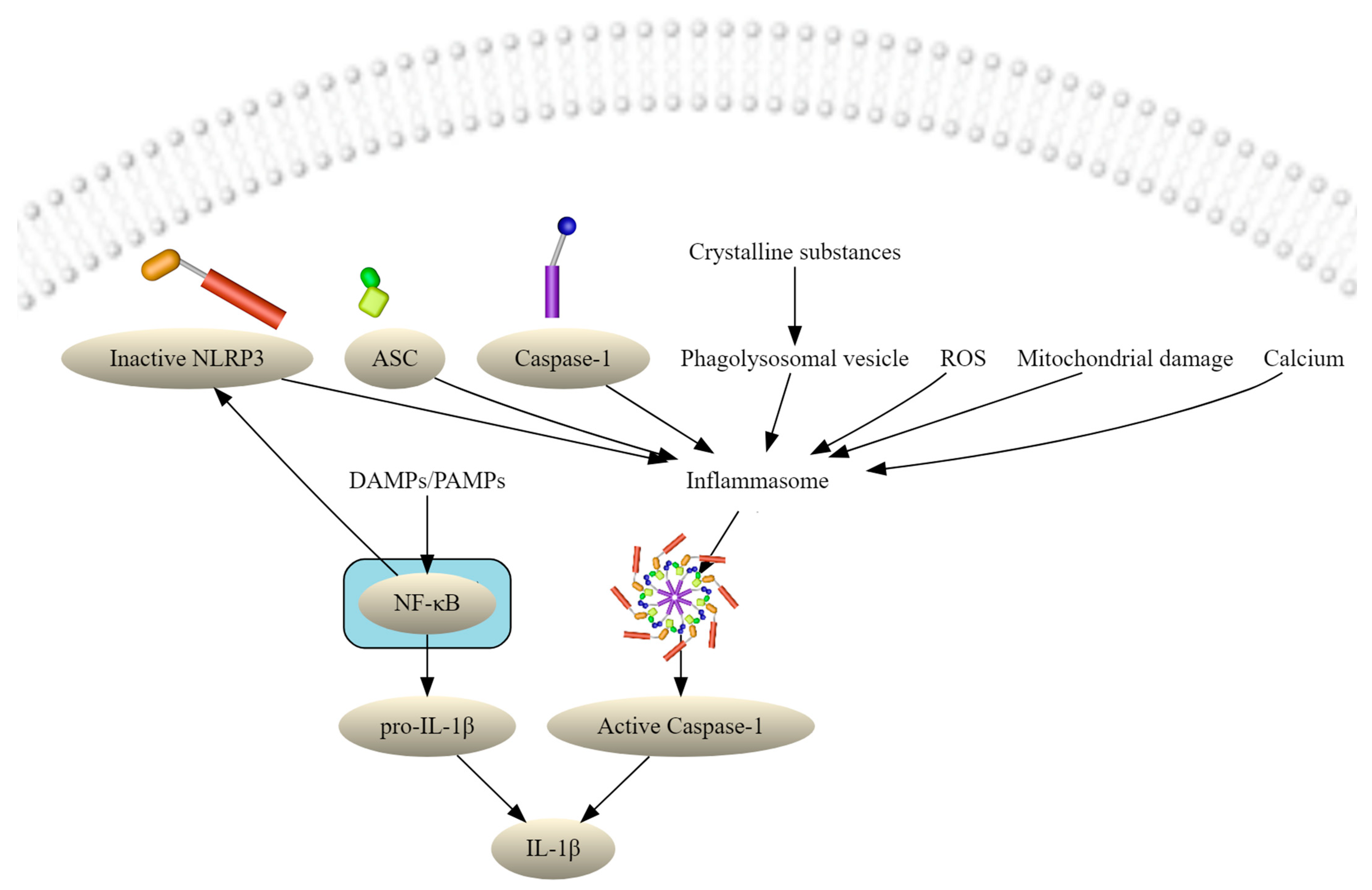 Antioxidants 11 00149 g001