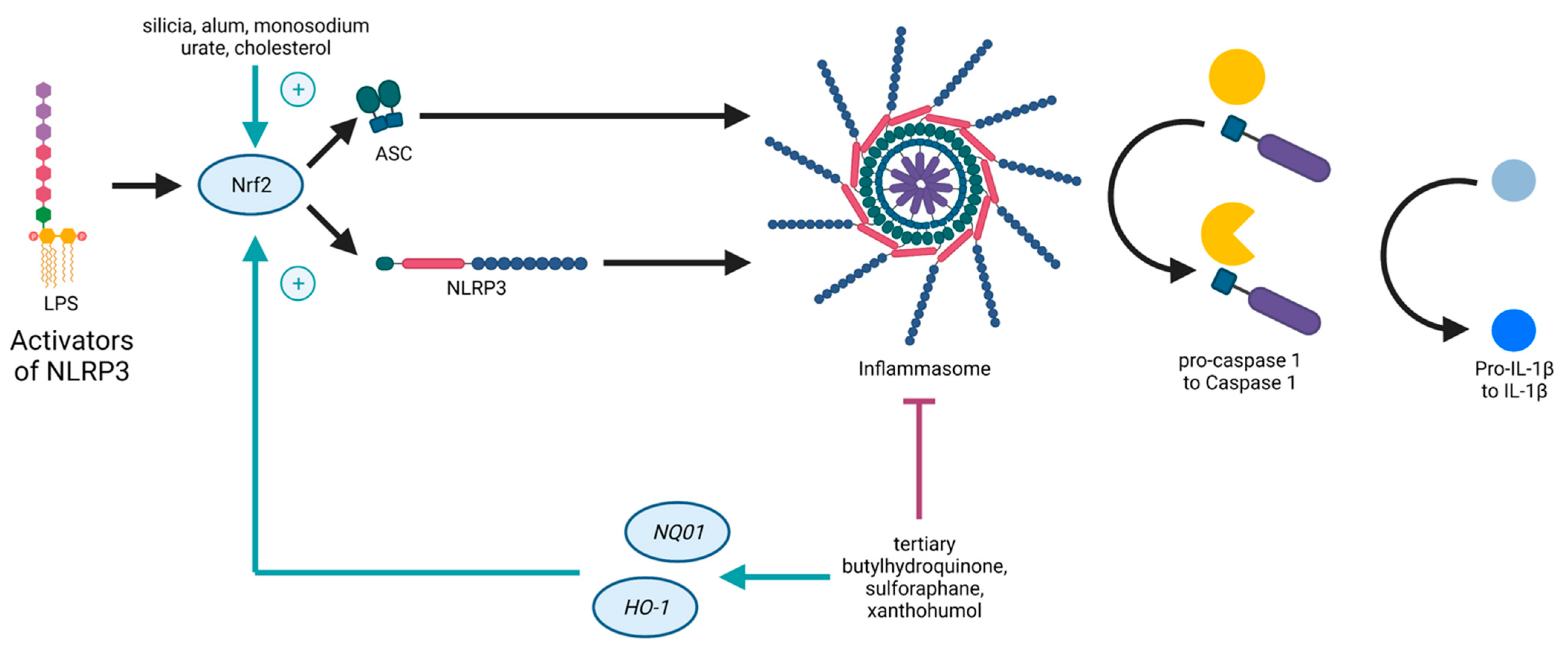 Antioxidants 11 00149 g002