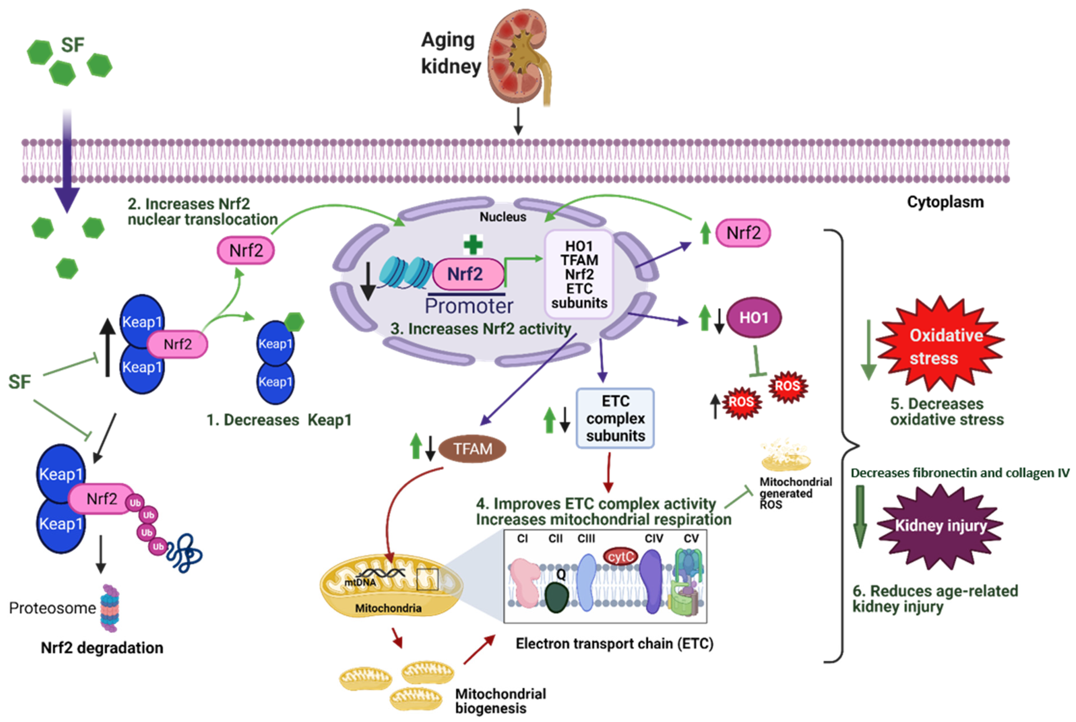 Antioxidants 11 00156 g008