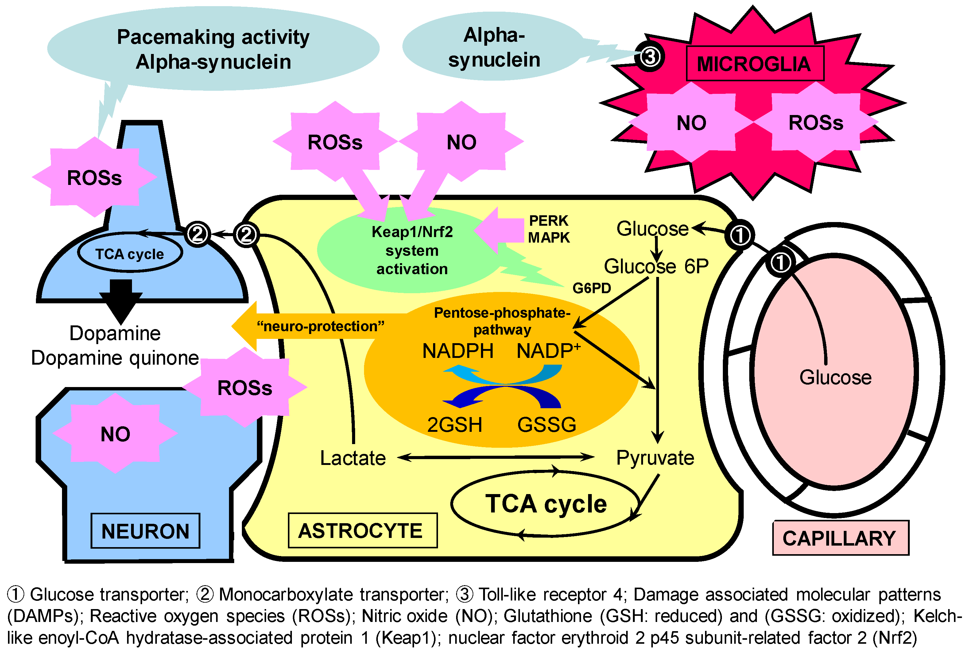 Antioxidants 11 00170 g003