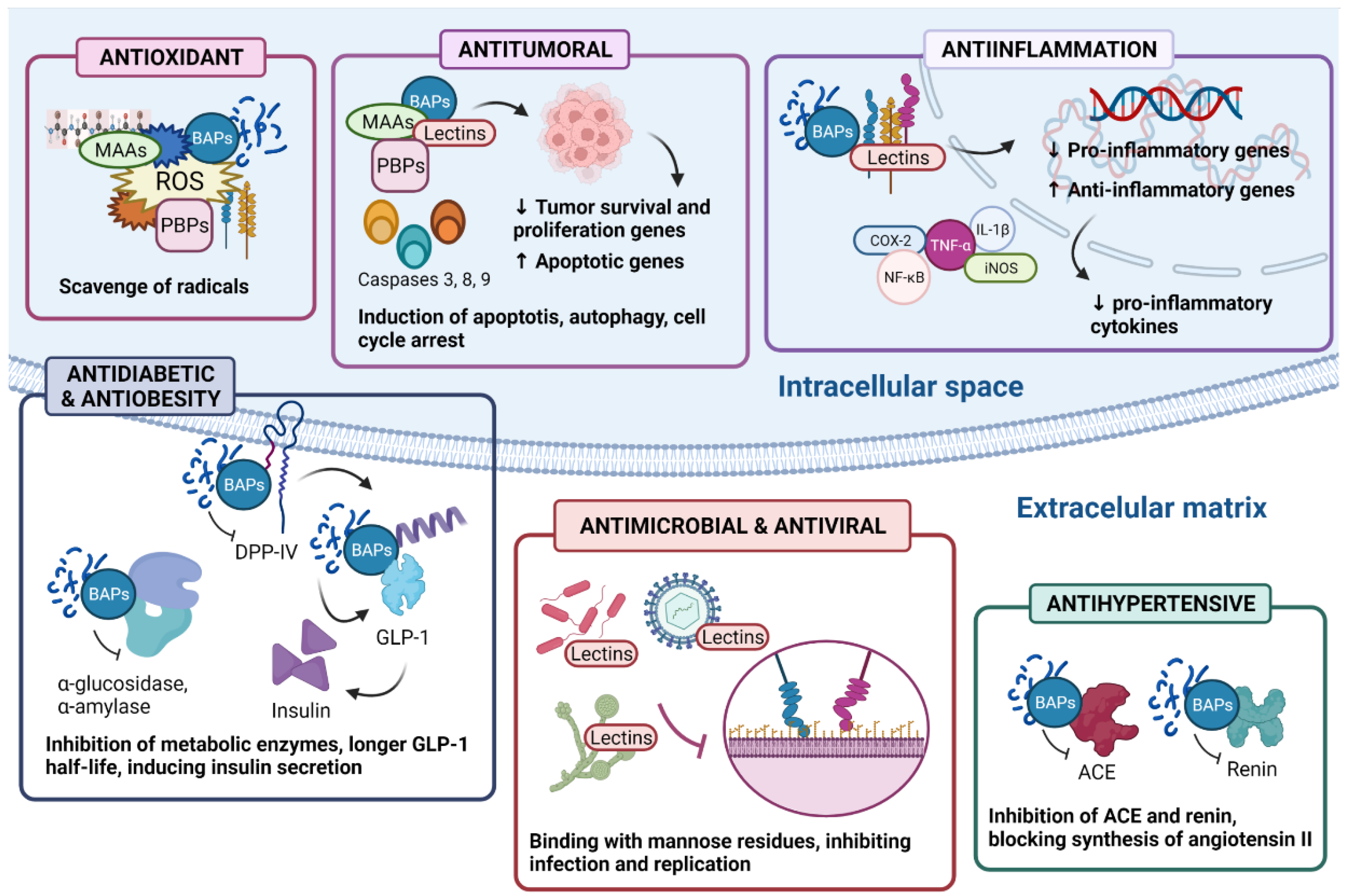Antioxidants 11 00176 g003