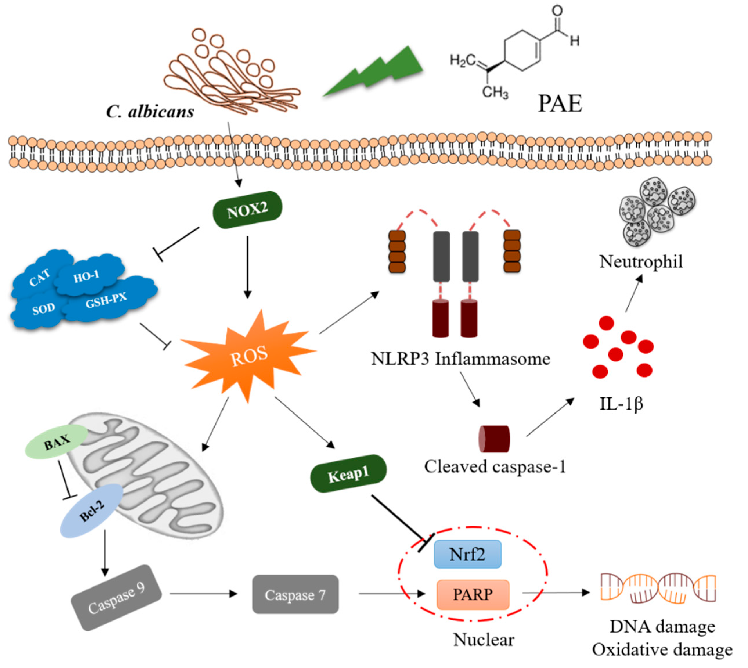 Antioxidants 11 00178 g008 Antioxidants 11 00178 g008