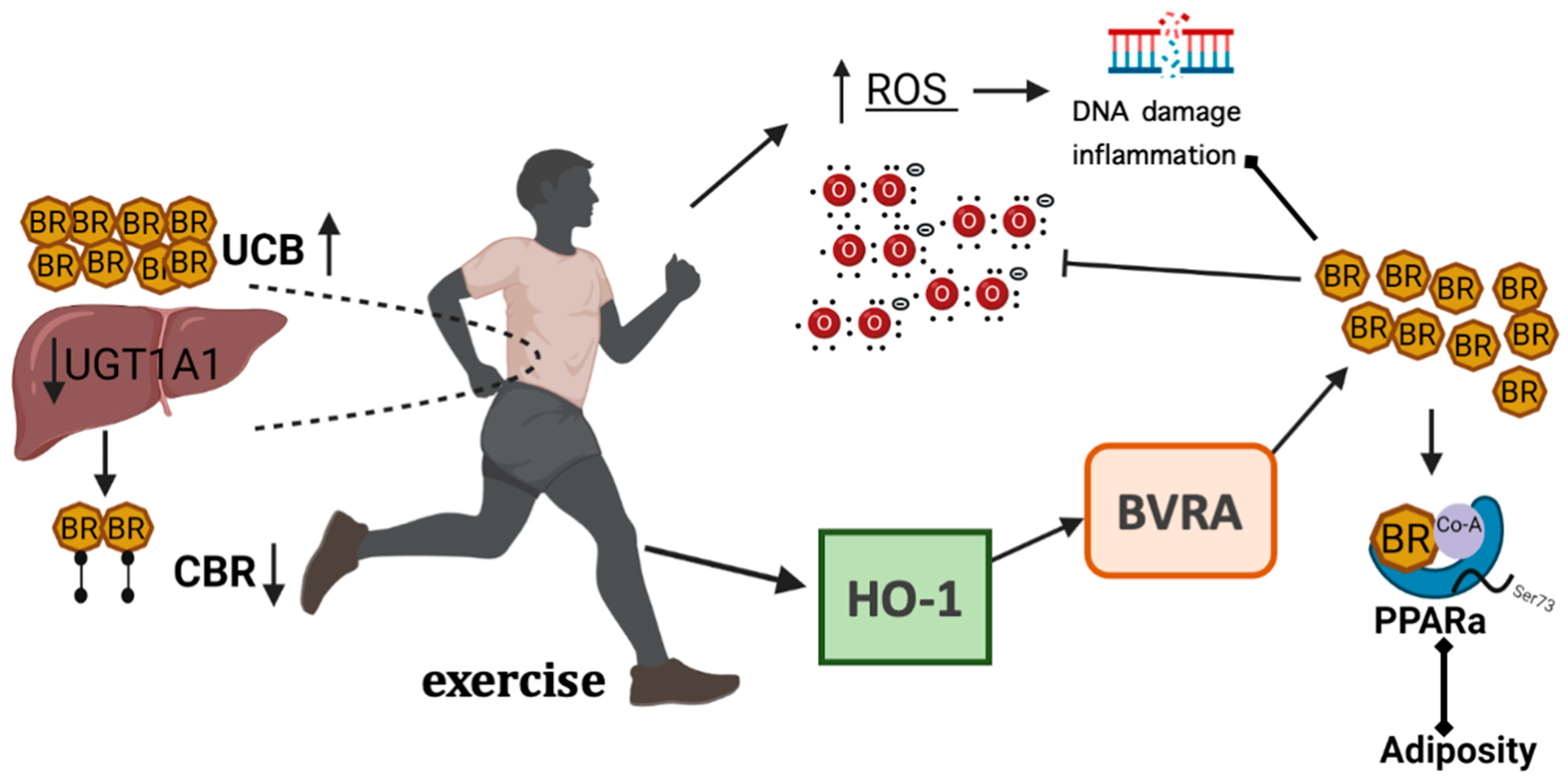 Reactive Oxygen Species