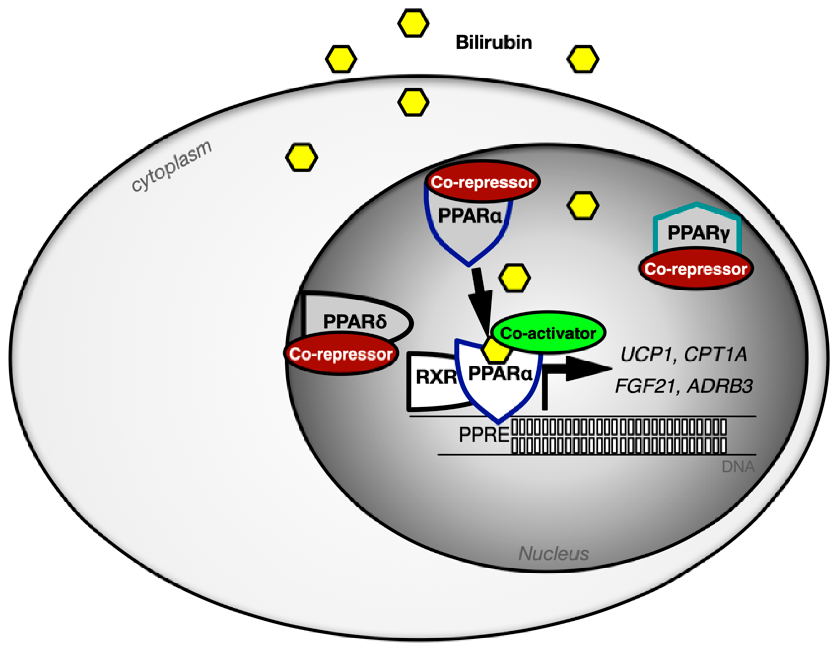 Reactive Oxygen Species