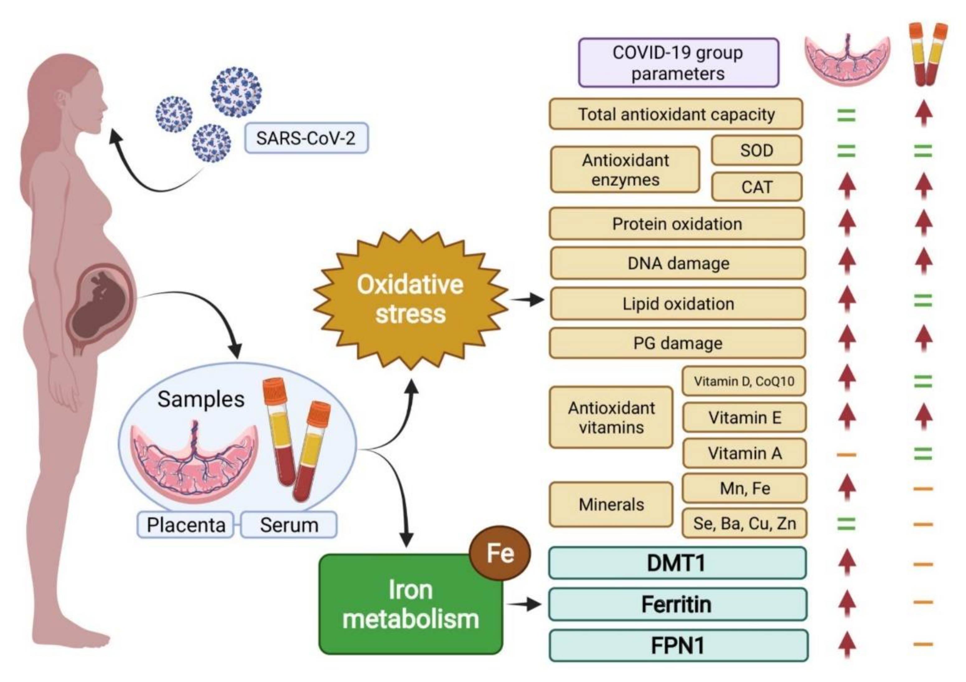 Antioxidants 11 00184 g004