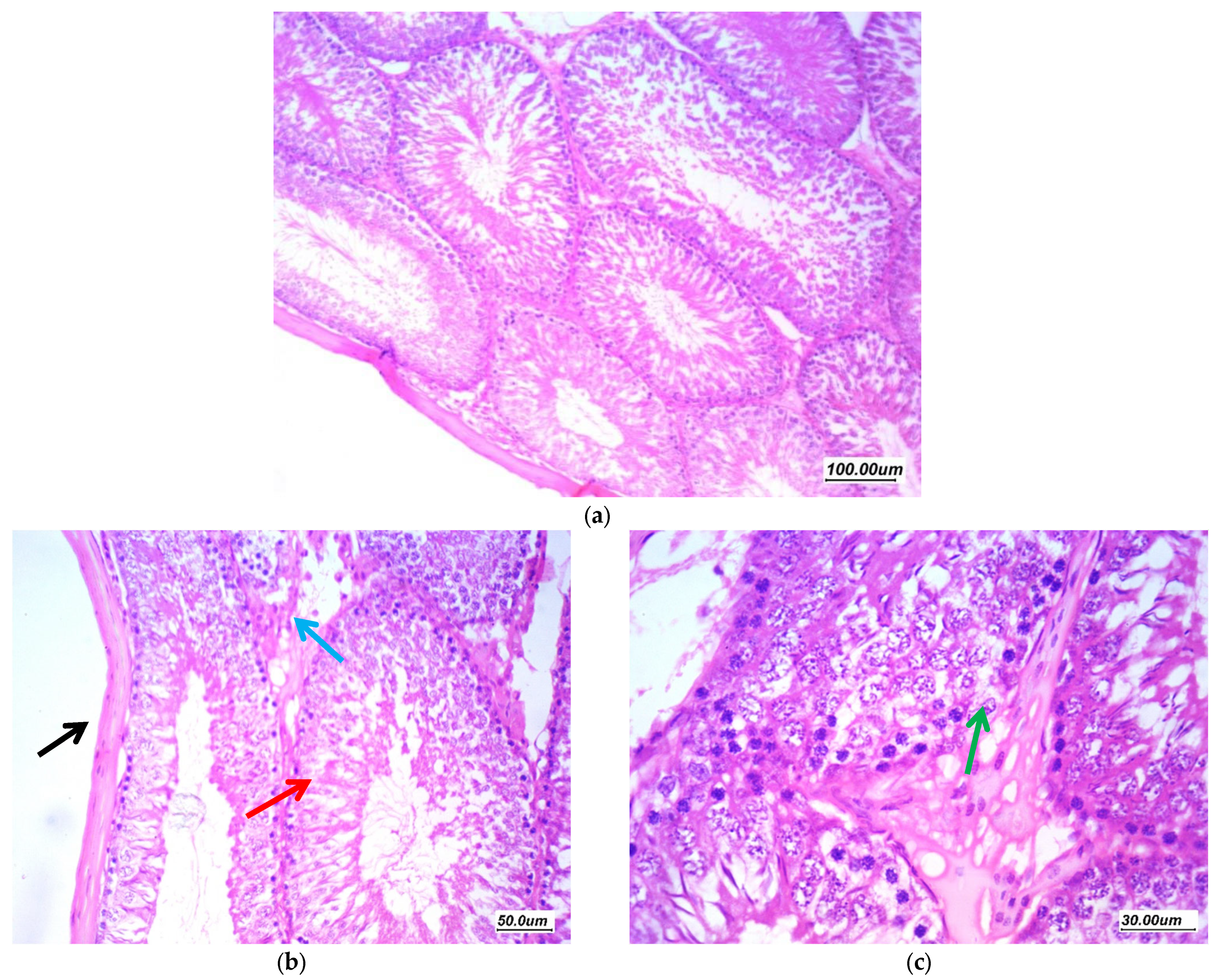 Antioxidants 11 00191 g009 Antioxidants 11 00191 g009