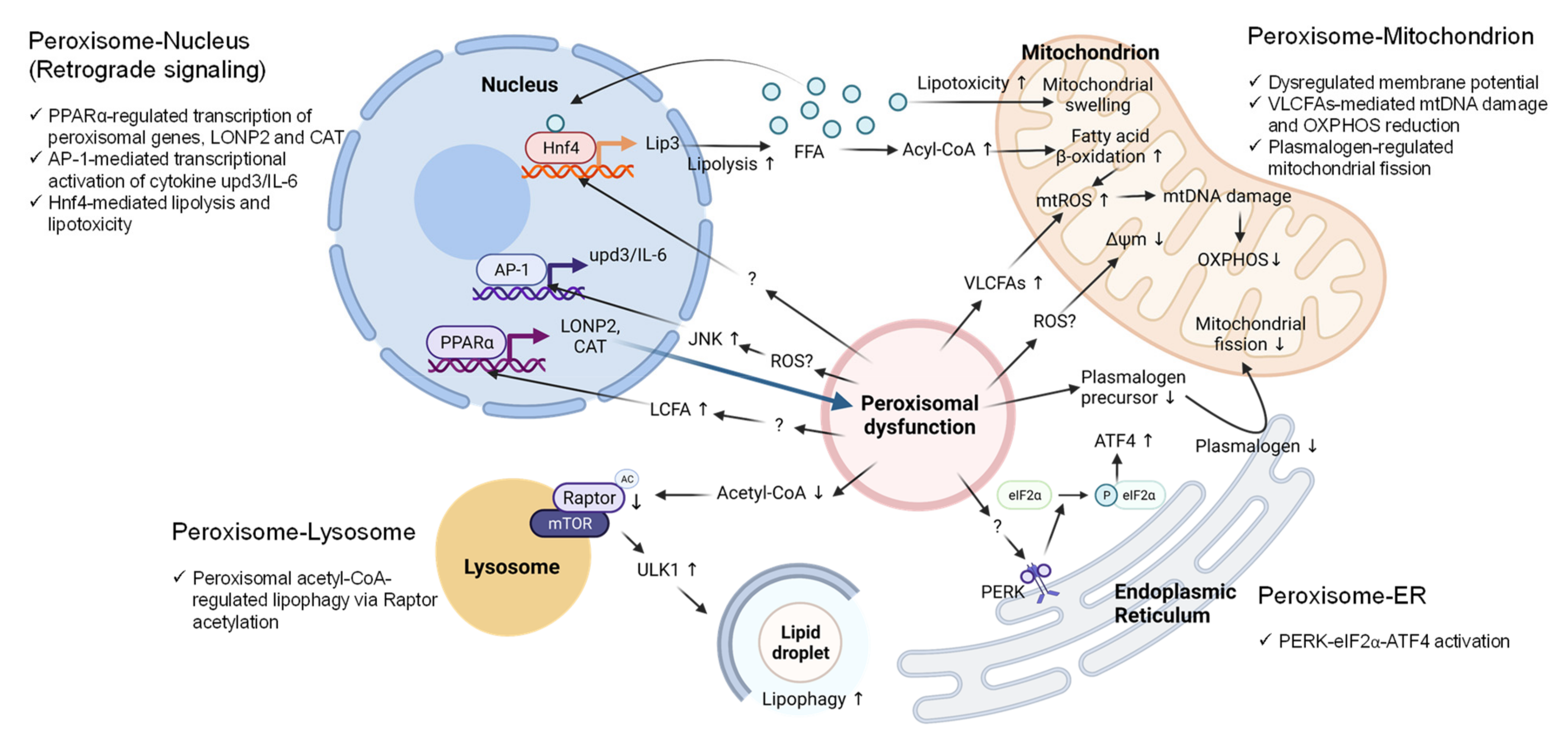 Antioxidants 11 00192 g003 Antioxidants 11 00192 g003