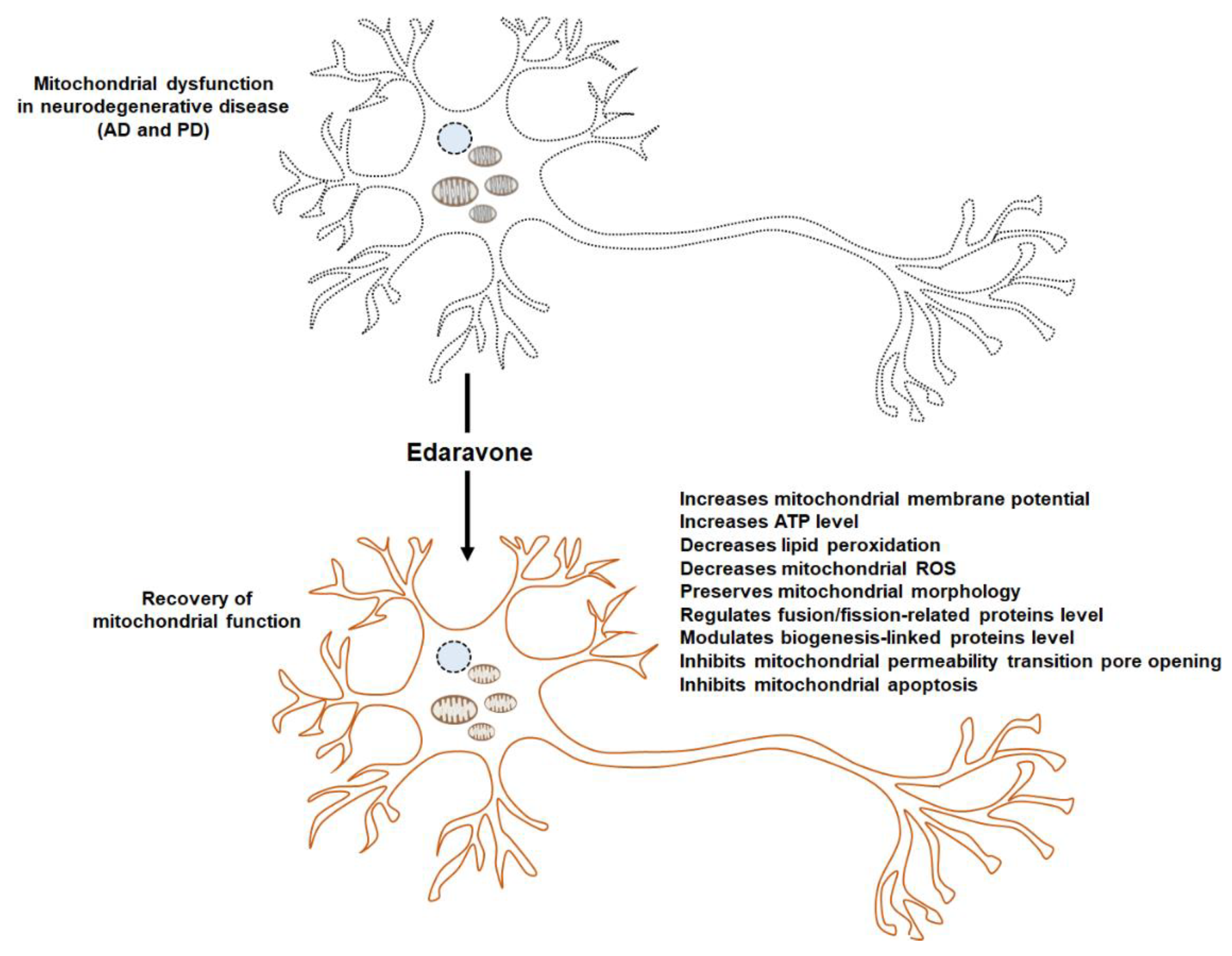 Antioxidants 11 00195 g001