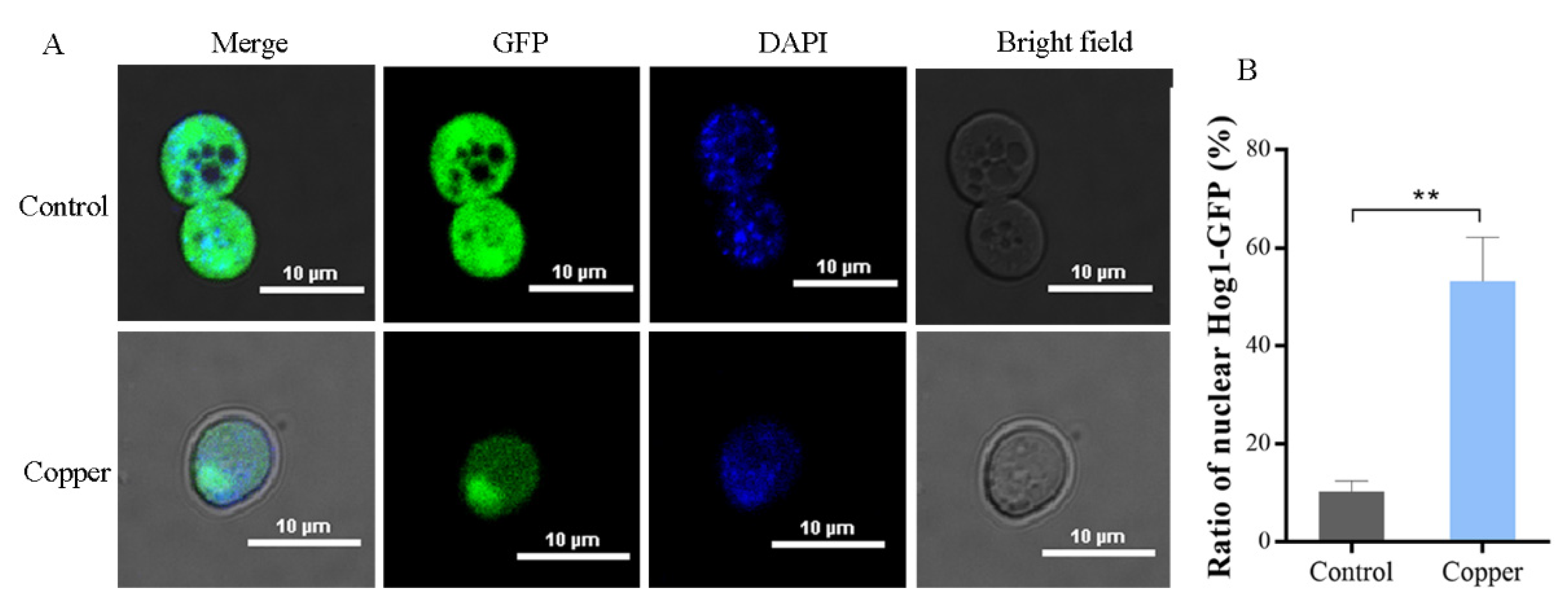 Antioxidants 11 00200 g005 550