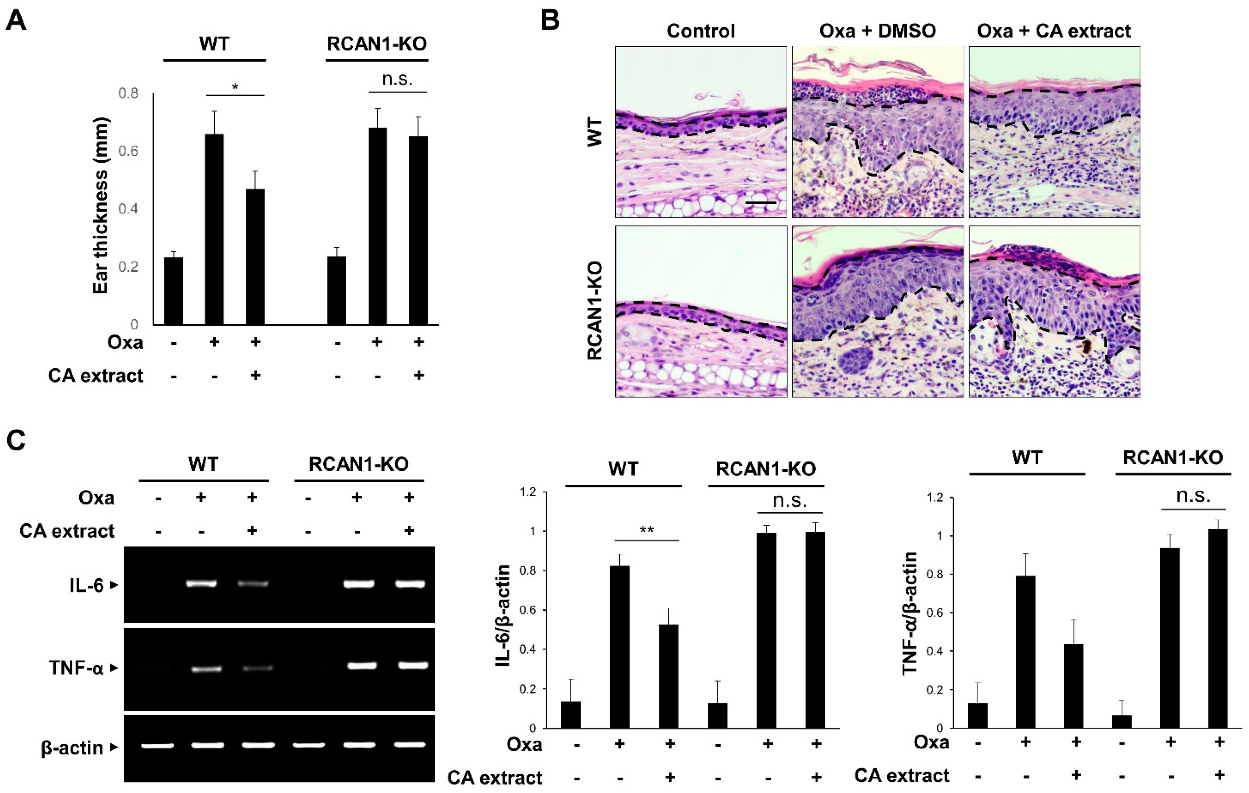 Antioxidants 11 00205 g004